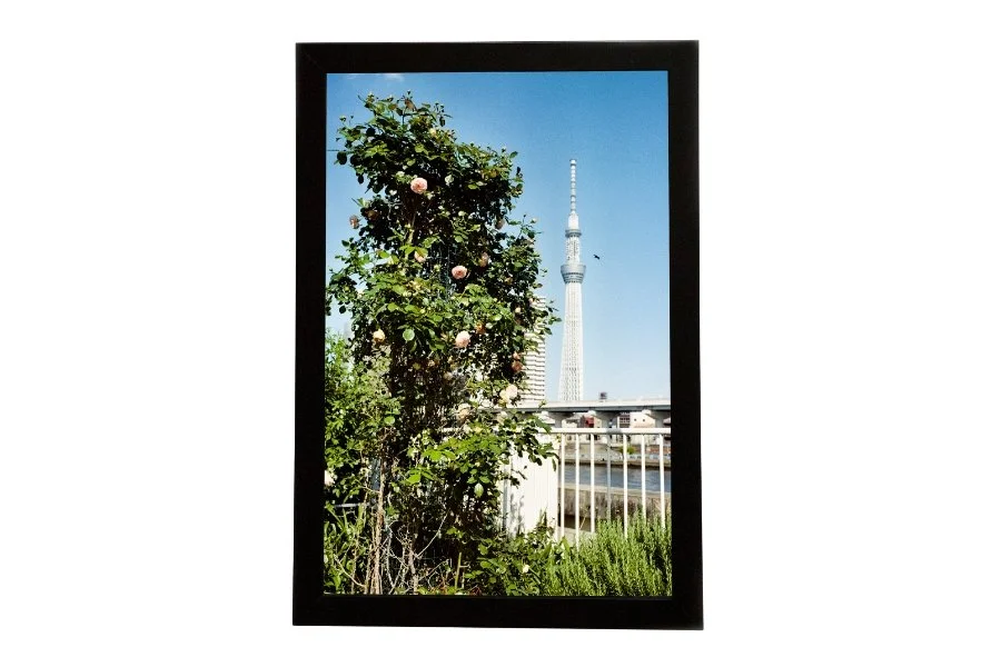 Rosebush & Skytree