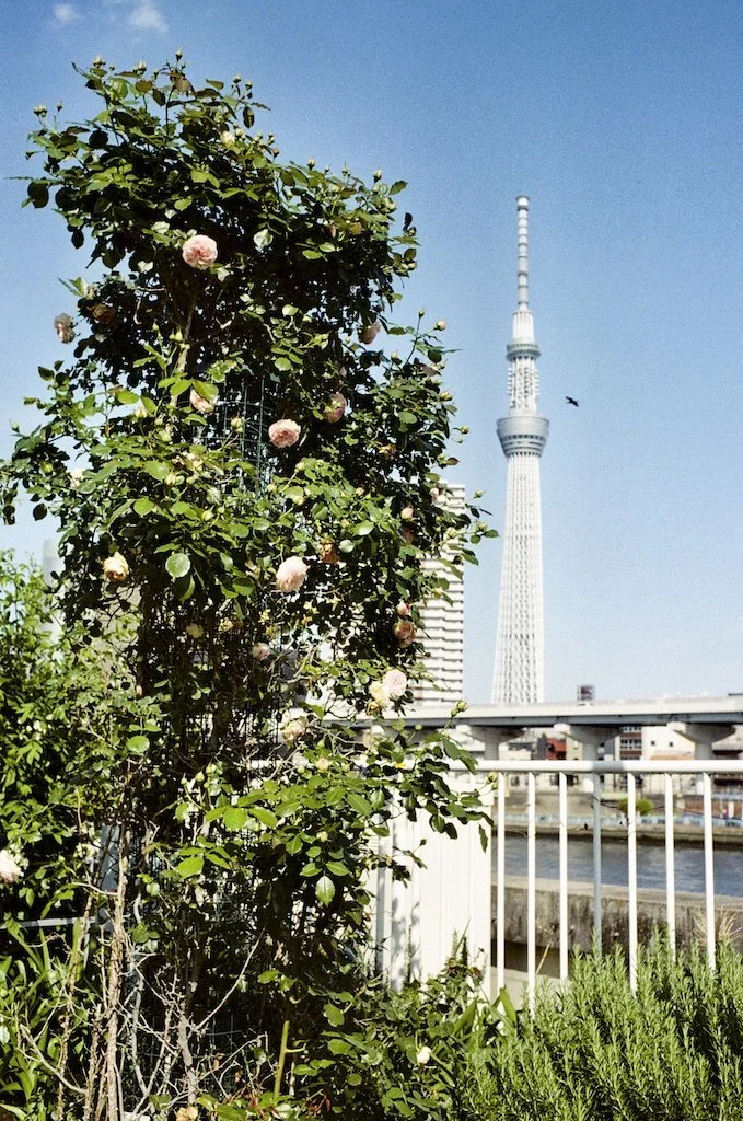 Tokyo Skytree copy 2.jpeg