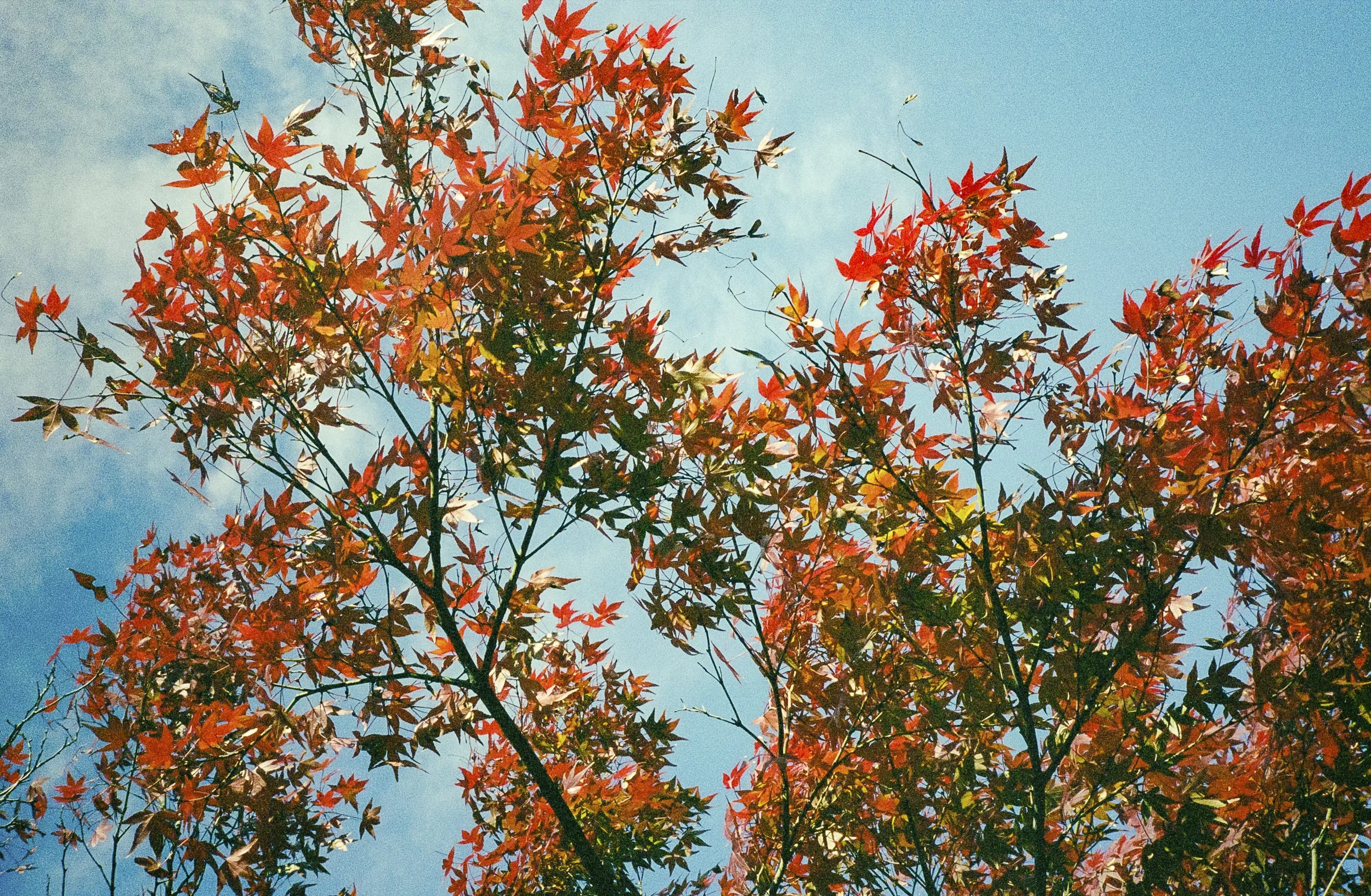 Autum colours.jpg