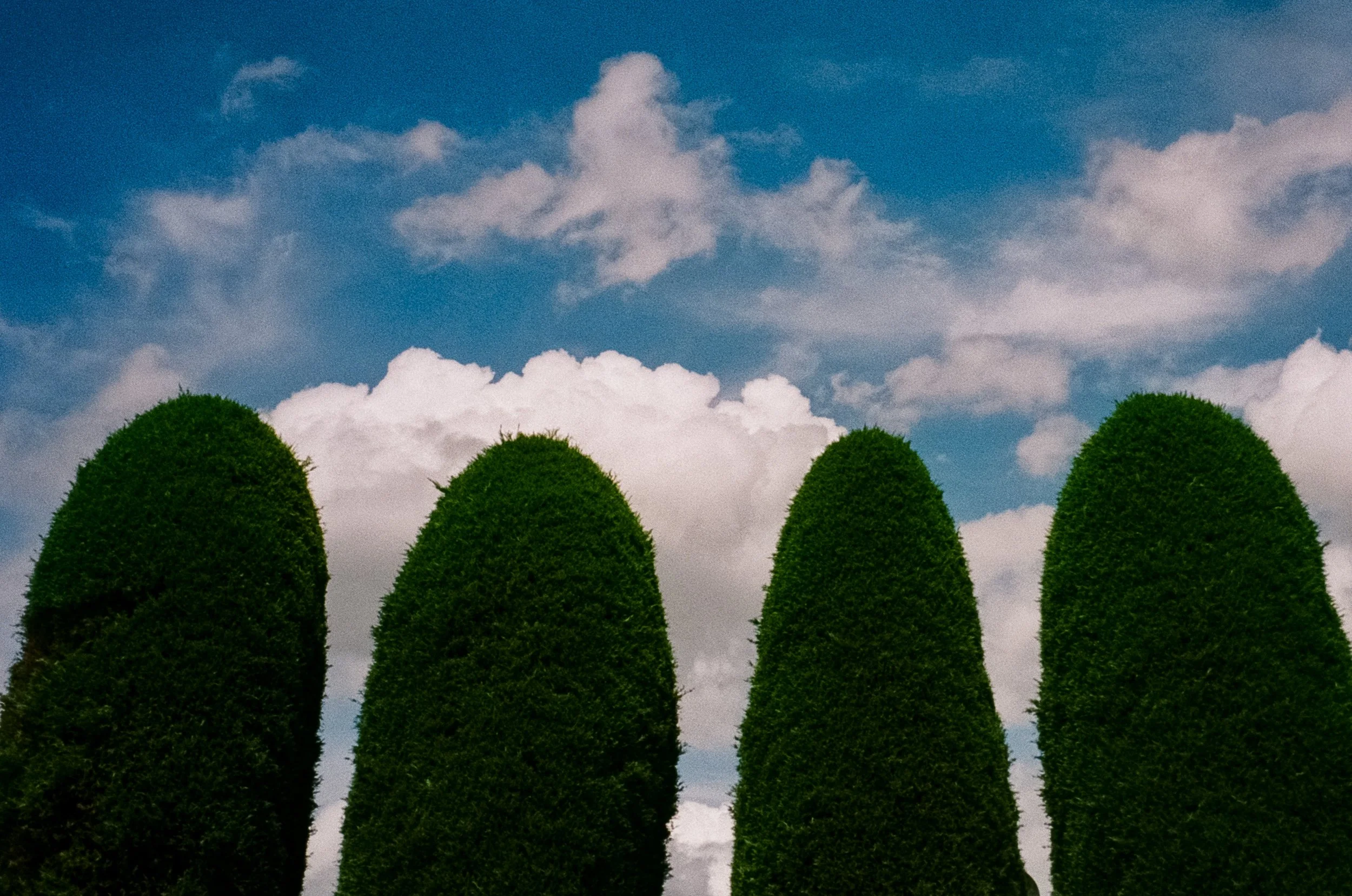 Funny Trees.jpg