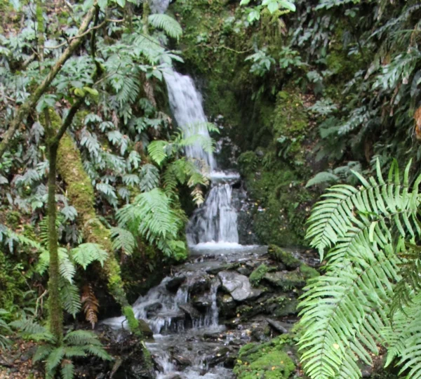 Native Forest in the South Island - video