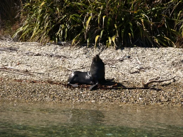 NZ Fur Seal Credit Sue Farley.jpg