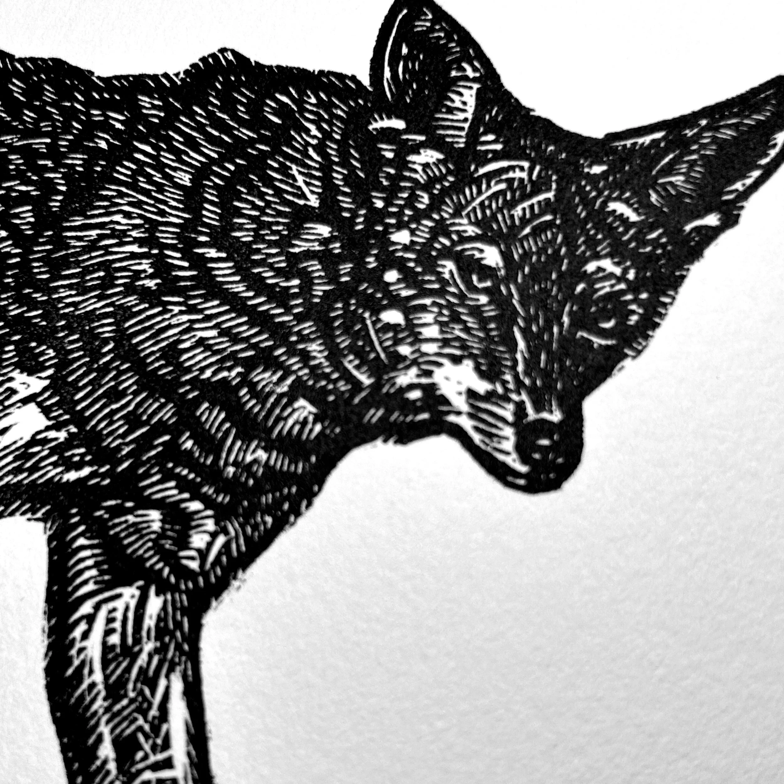 3.CoyoteWEB.jpg
