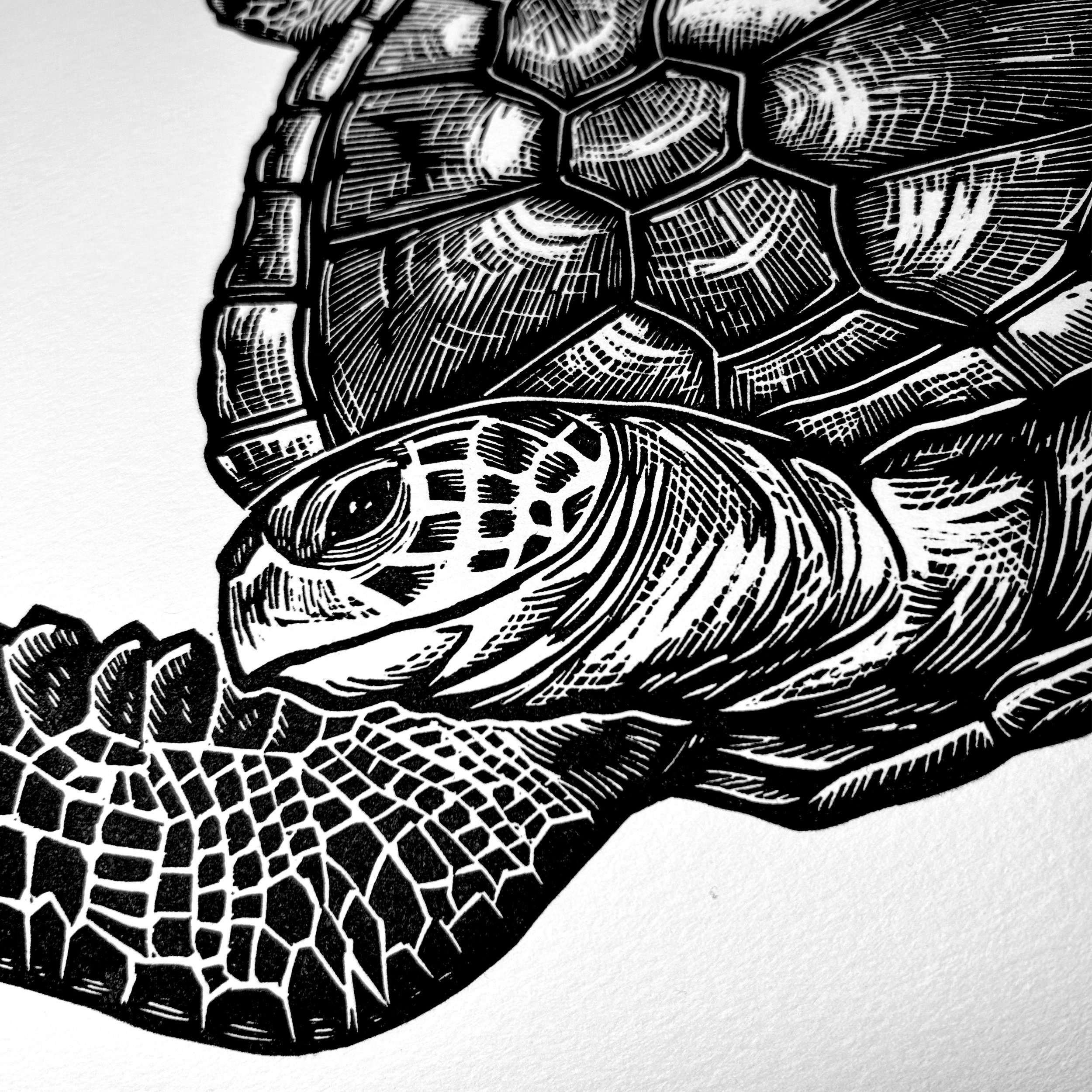 3.SeaTurtleWEB.jpg