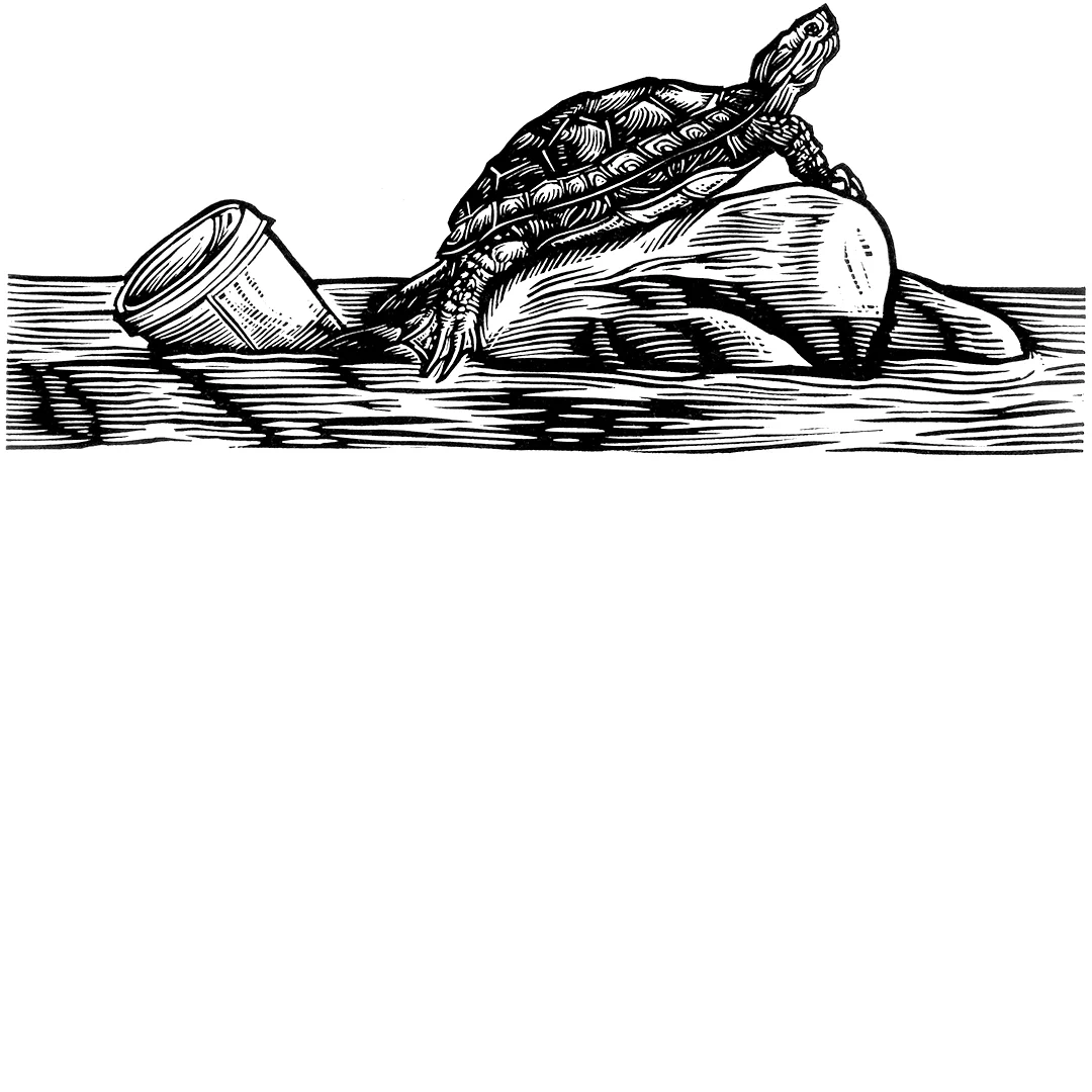 Turtle.WEB.1.1.jpg
