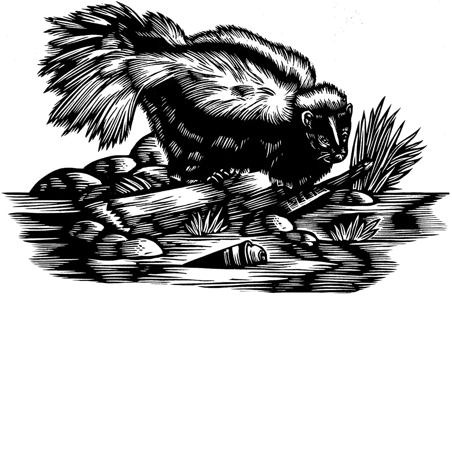Skunk