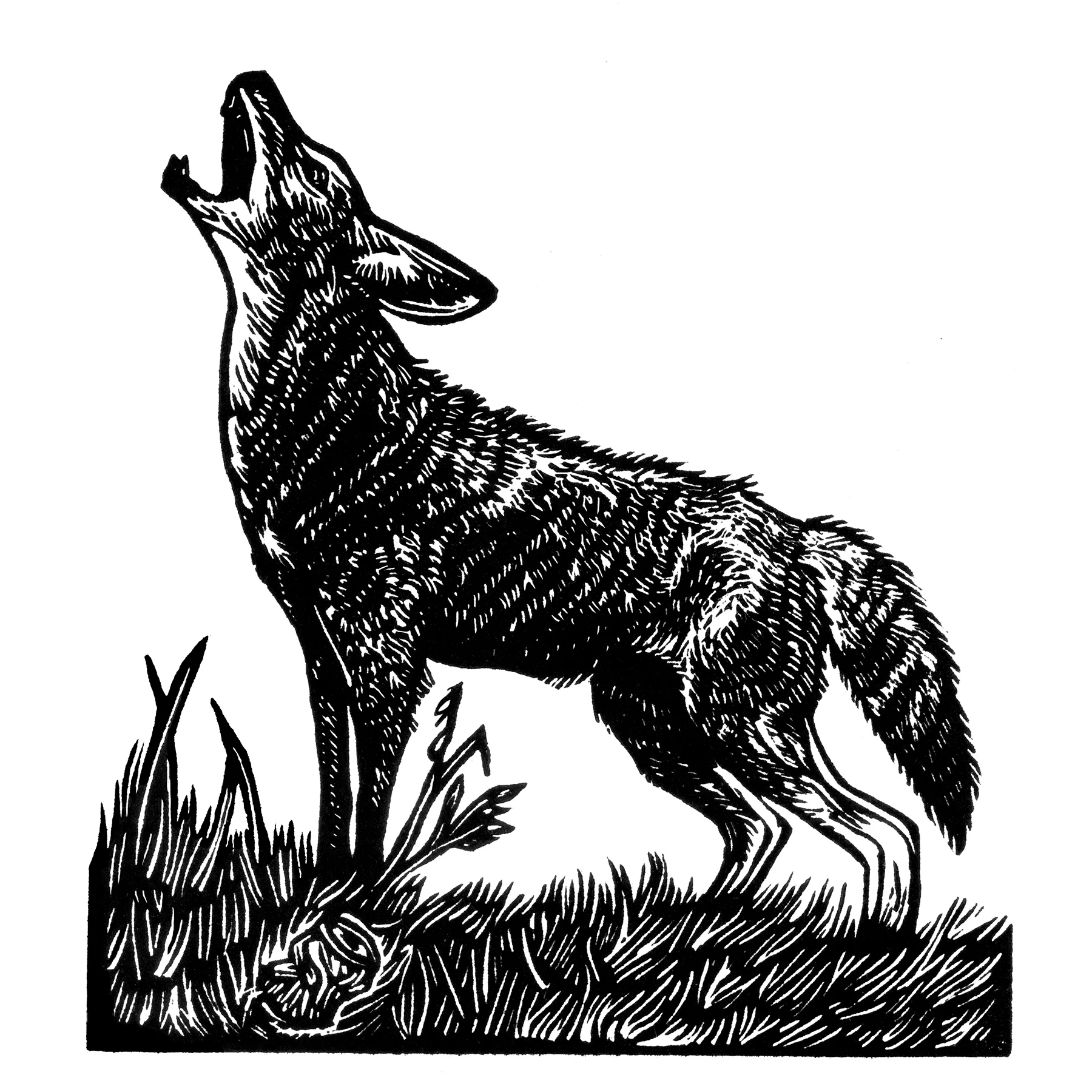 Coyote