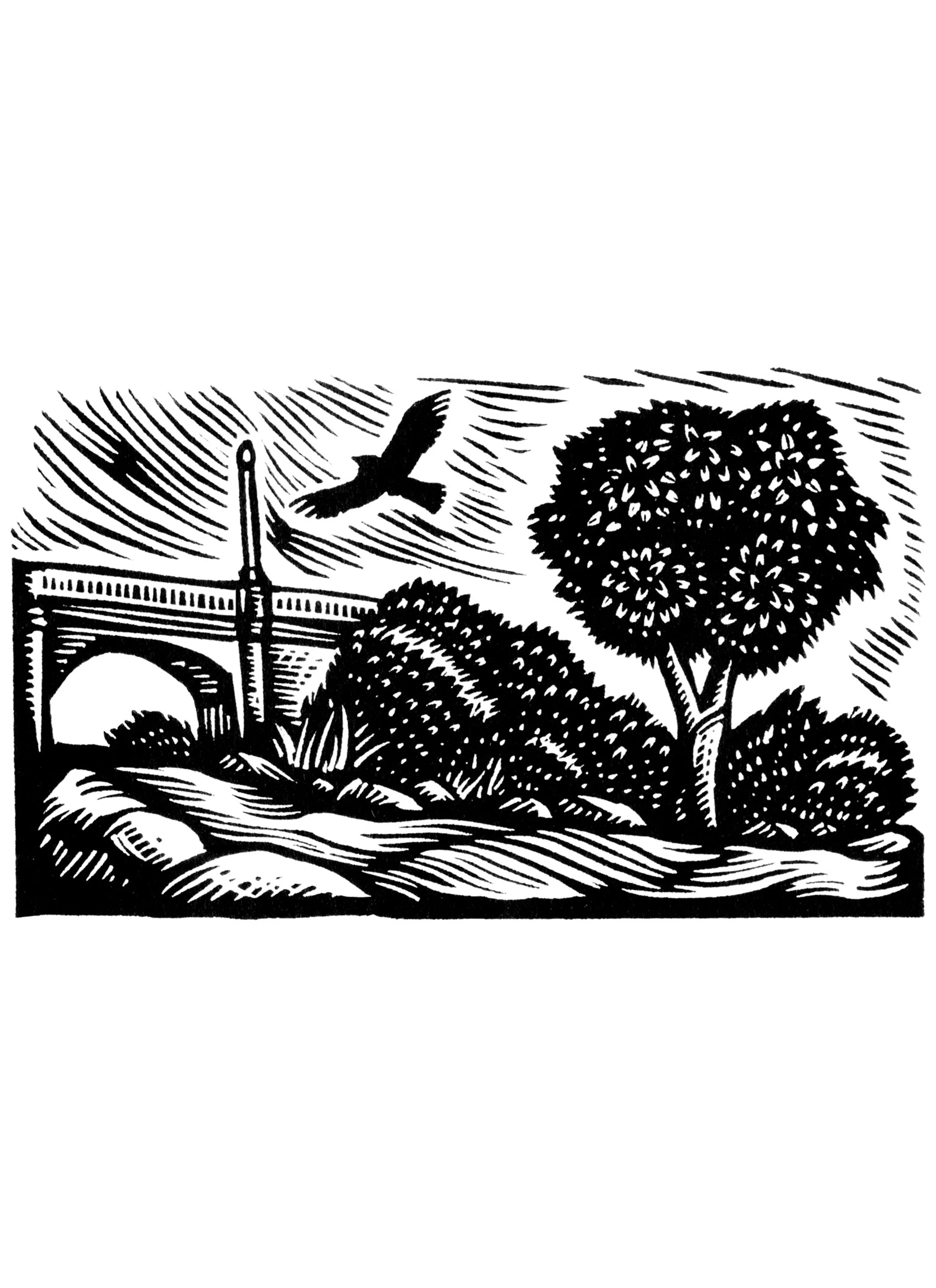 Hawk Over the Bridge