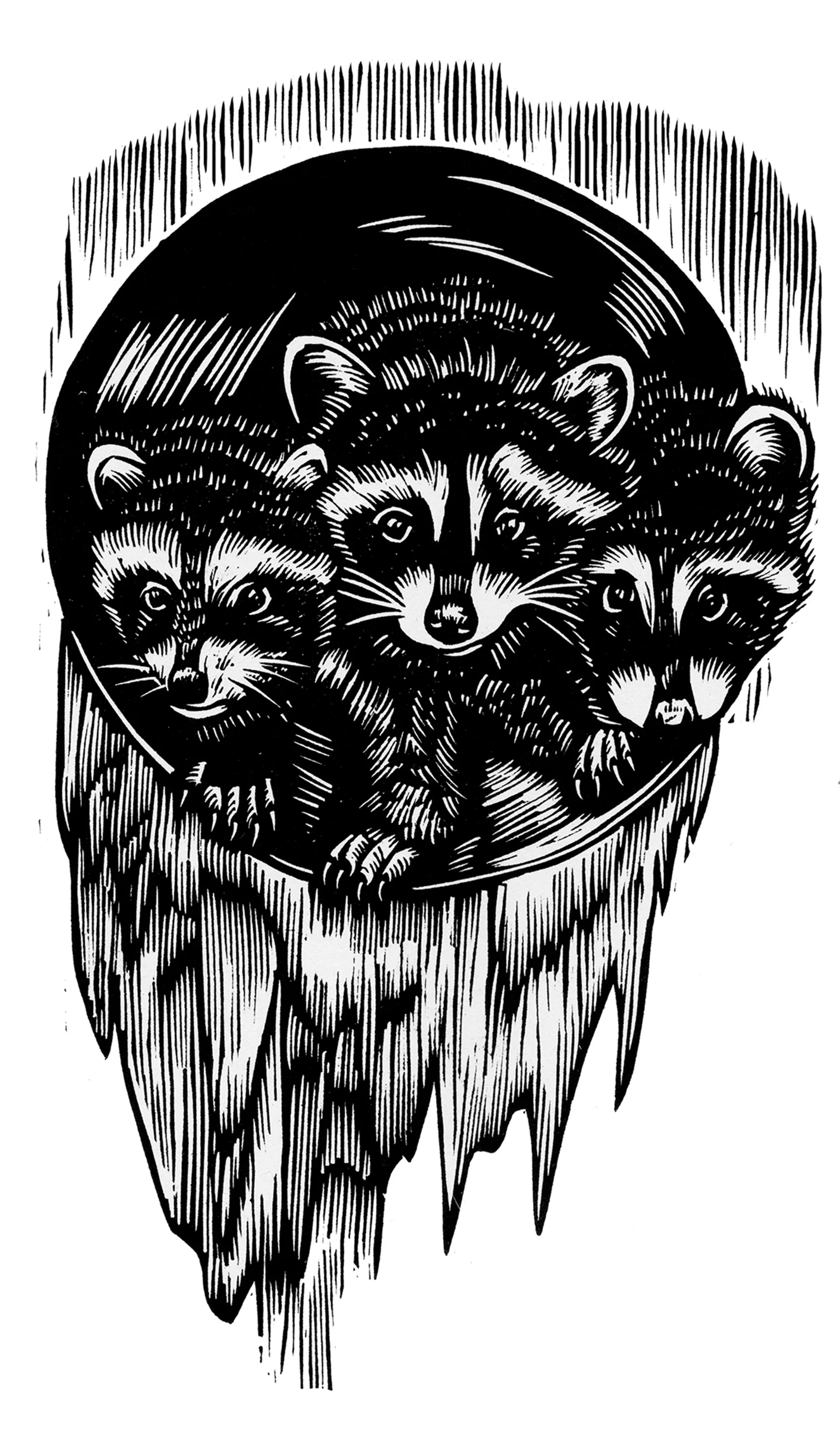Raccoons
