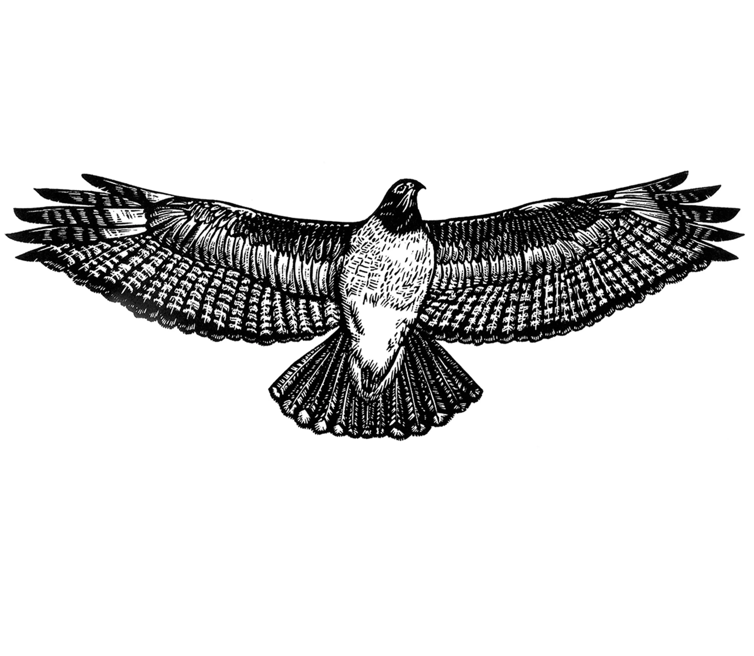 Redtail