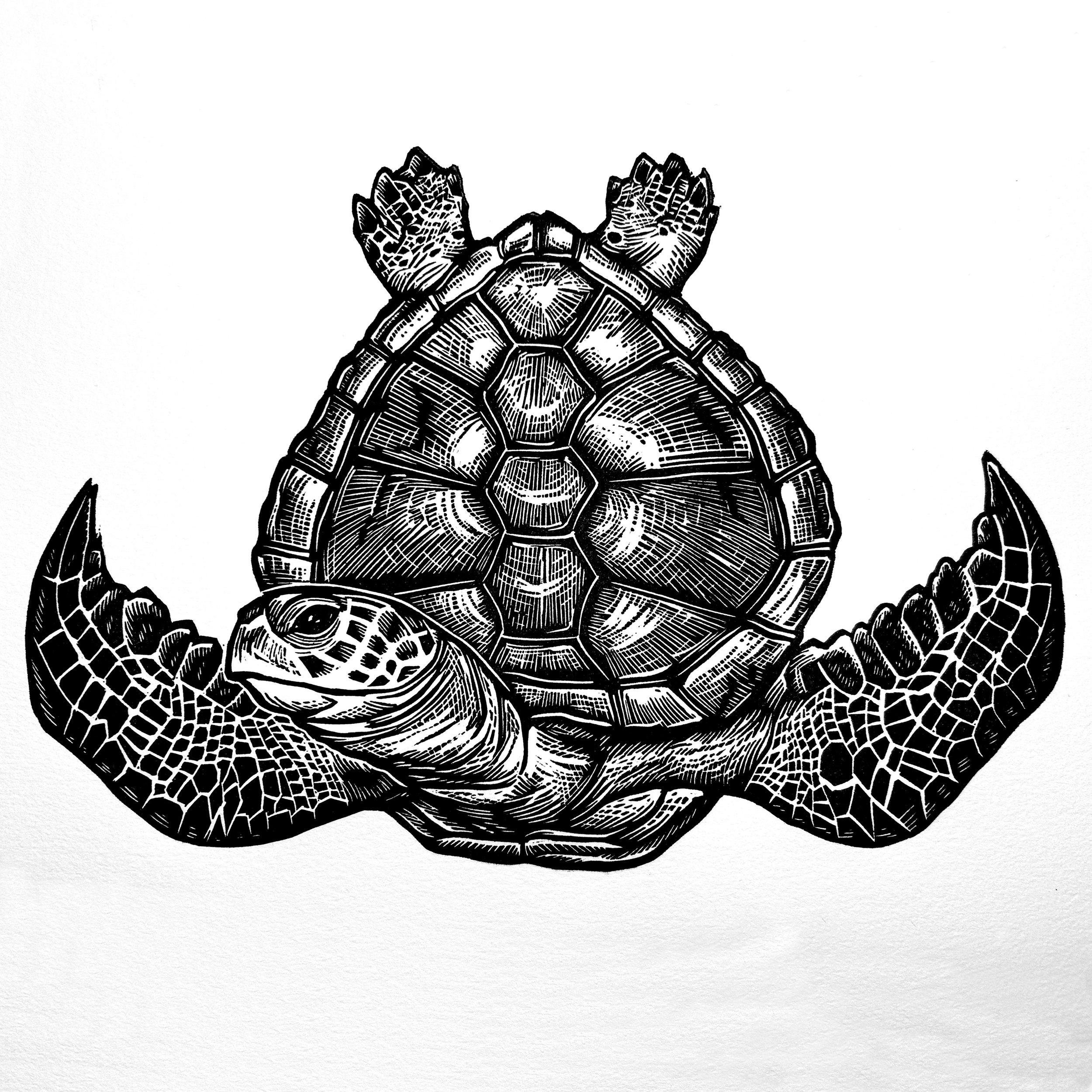 2.SeaTurtleWEB.jpg