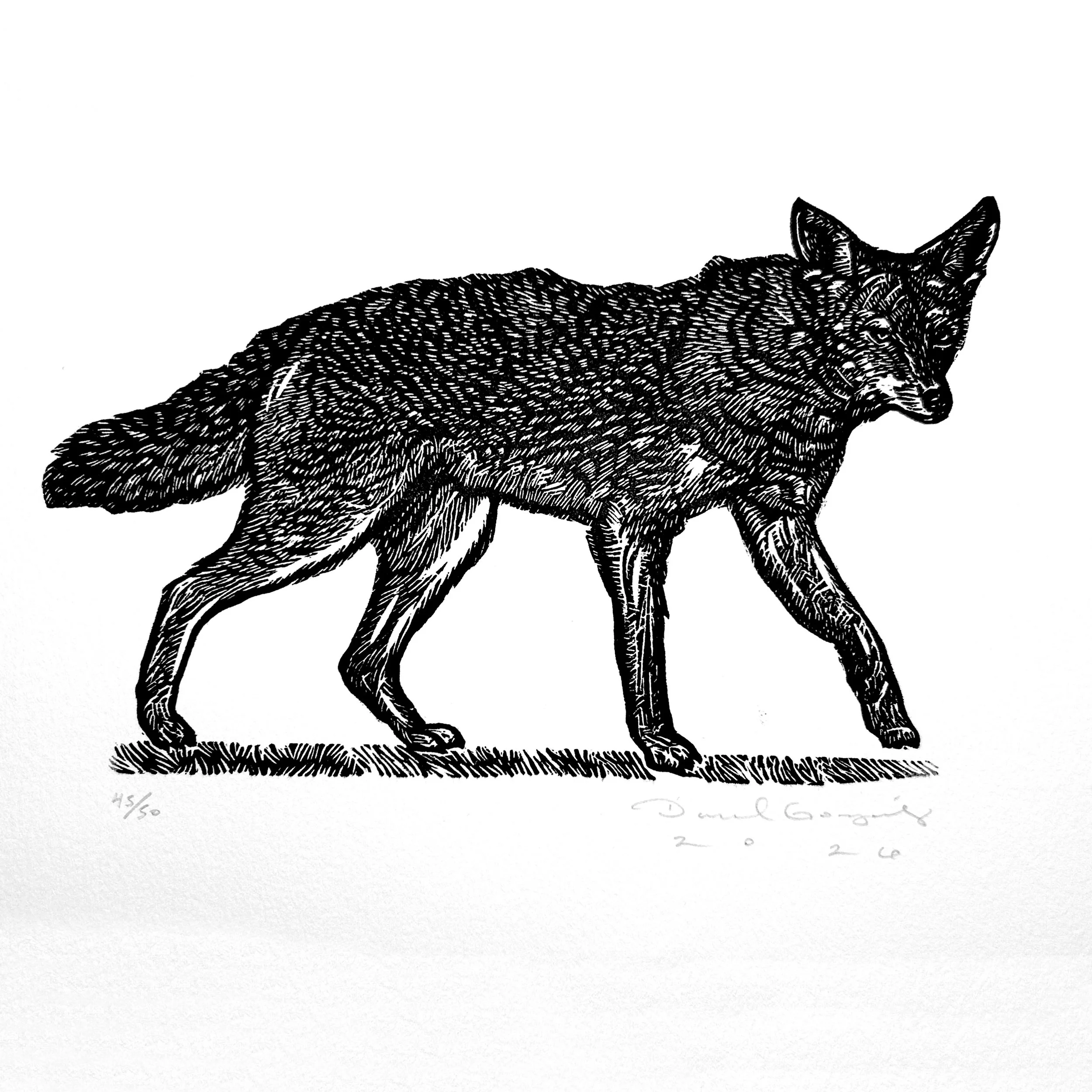 2.CoyoteWEB.jpg