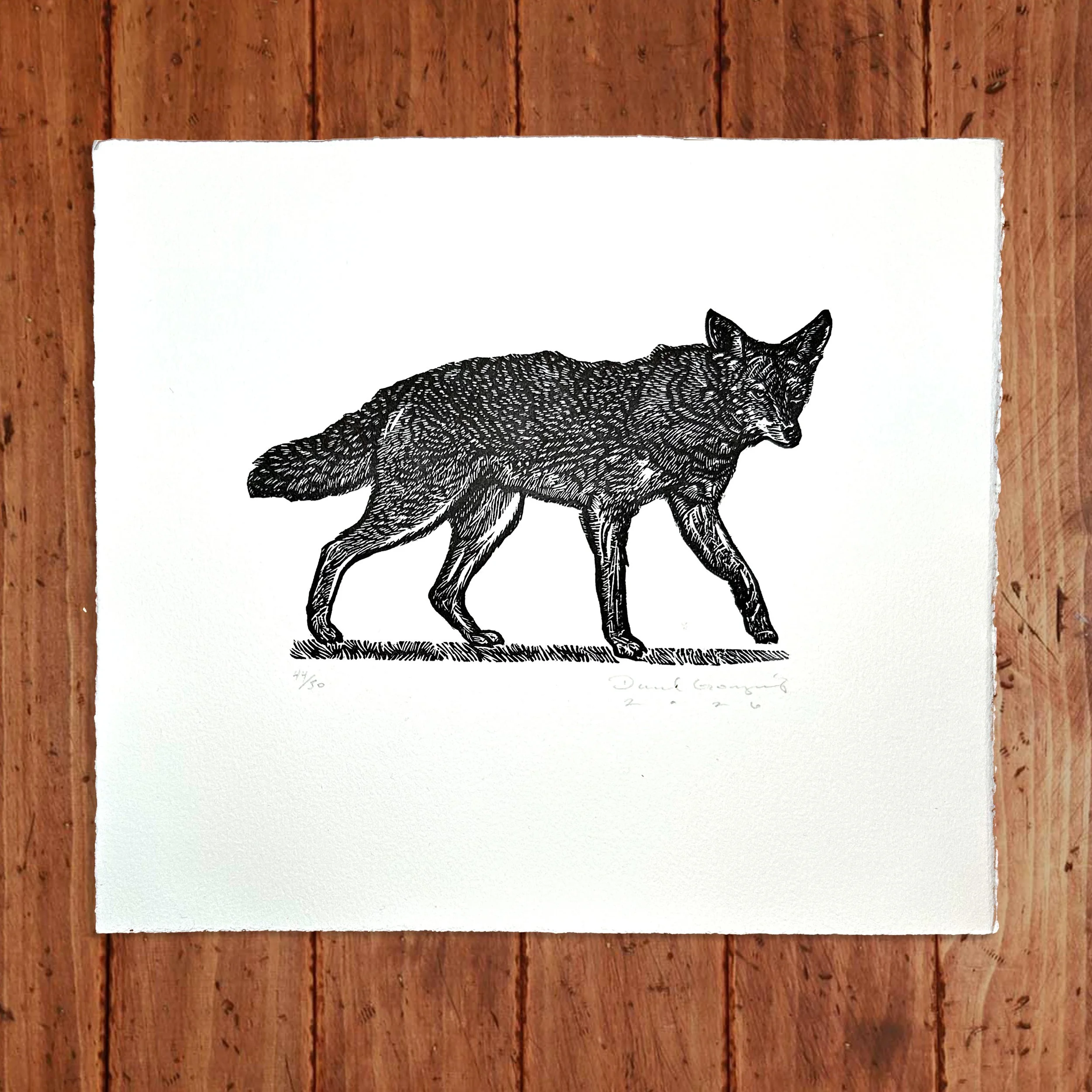 CoyoteWEB.jpg