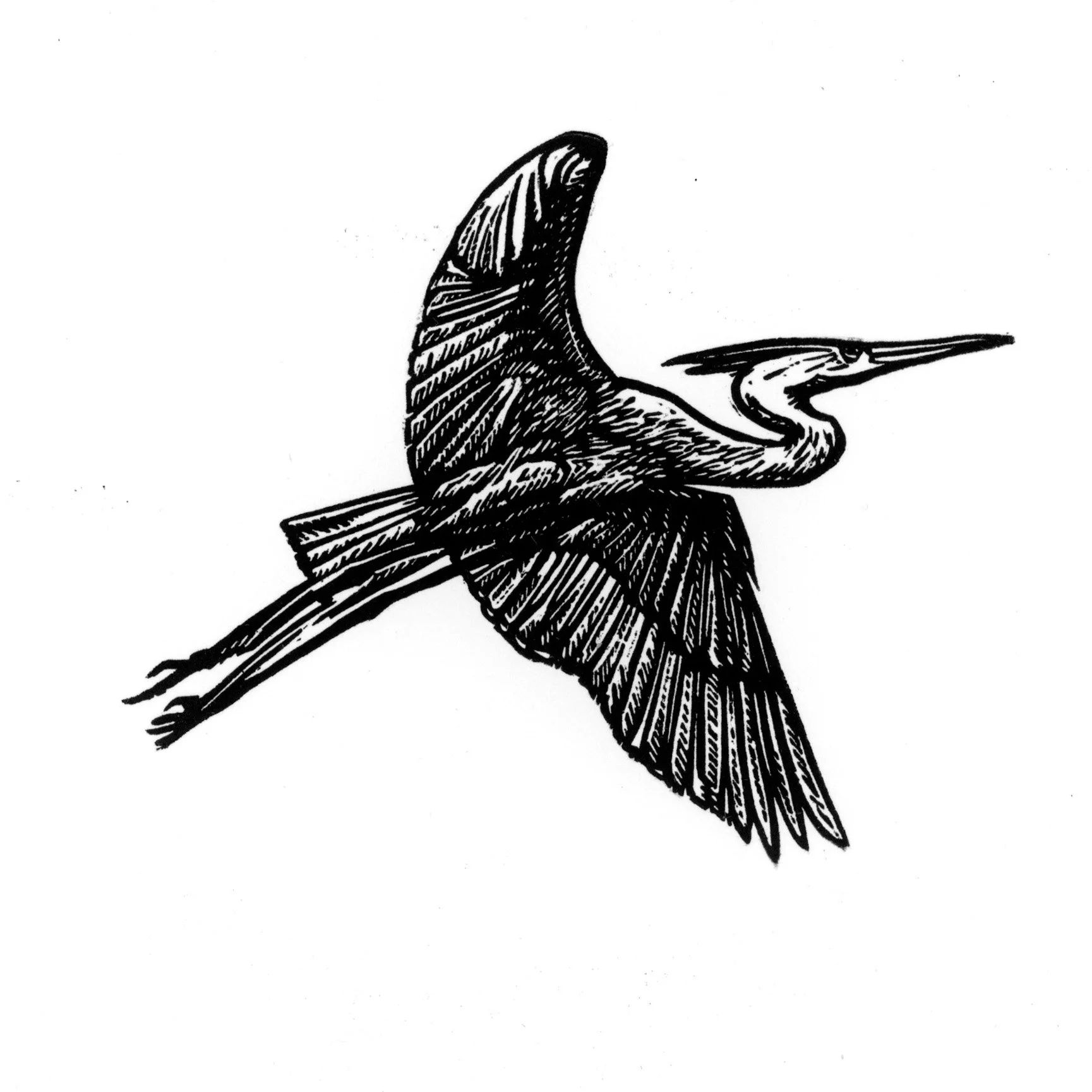 Heron.LyP2.jpg