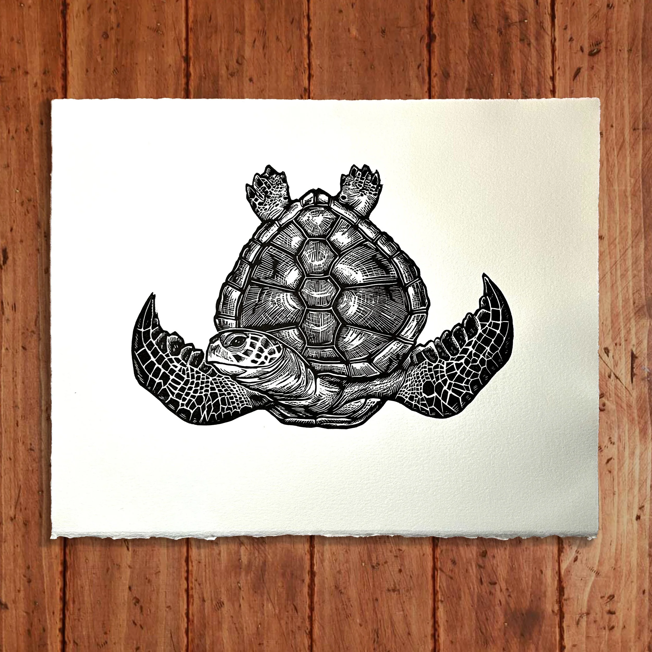 SeaTurtleWEB.jpg