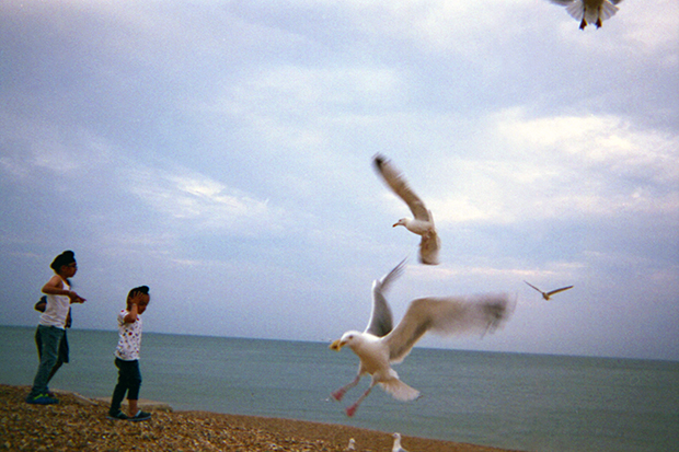 Feeding Frenzy
