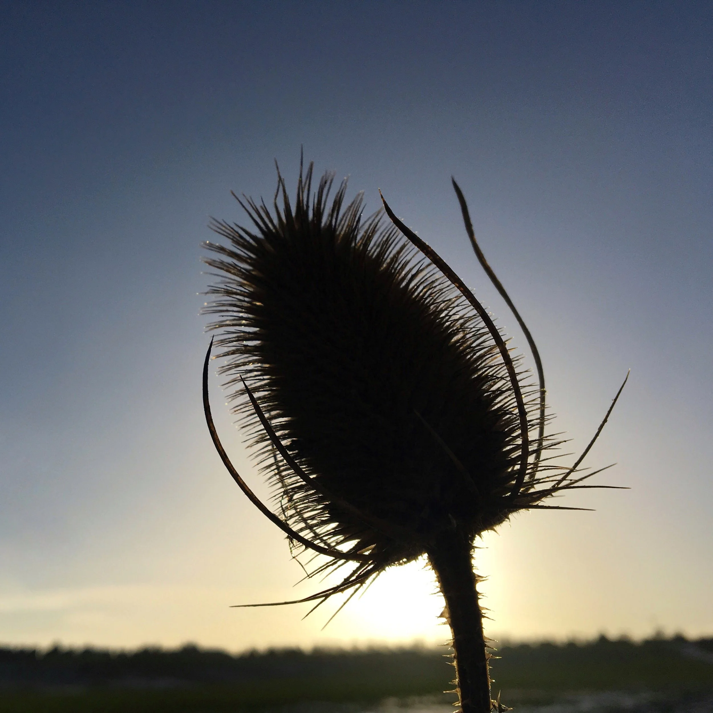 teasel do