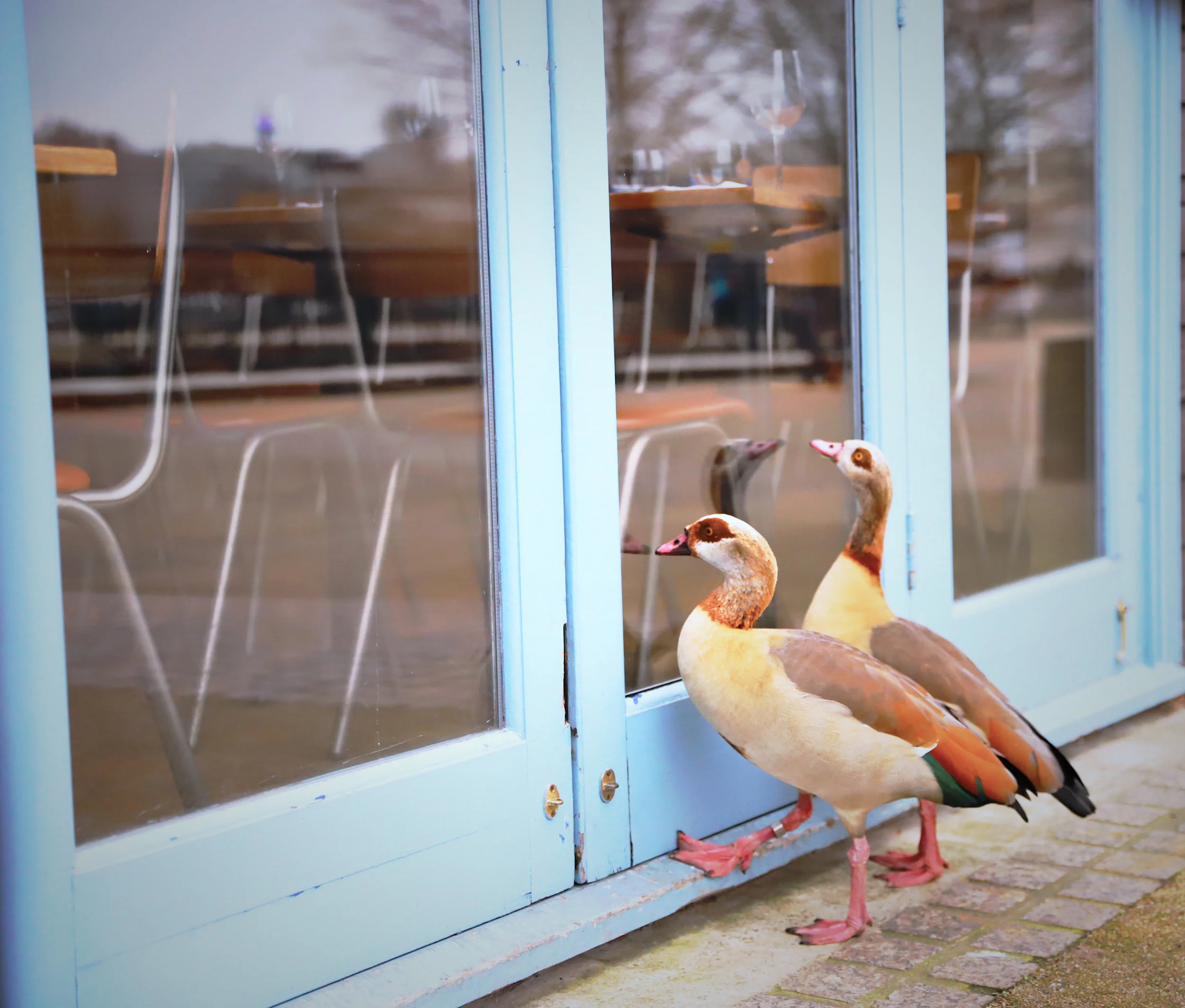 Egyptian Geese in London