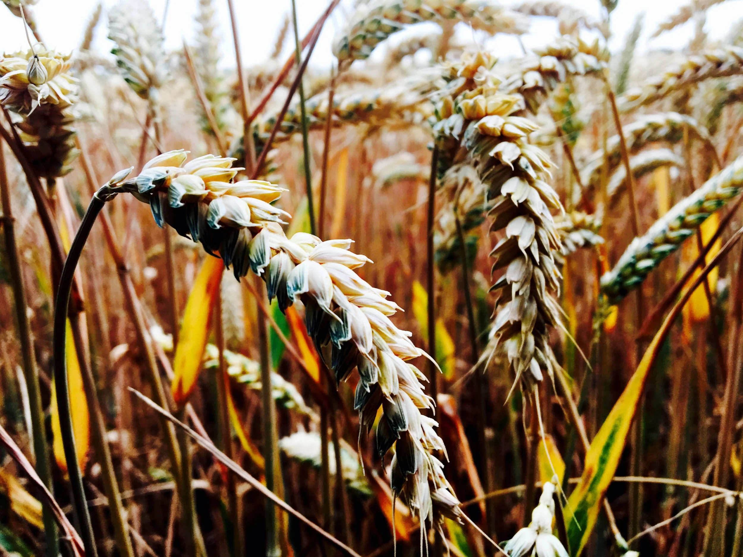 with the grain