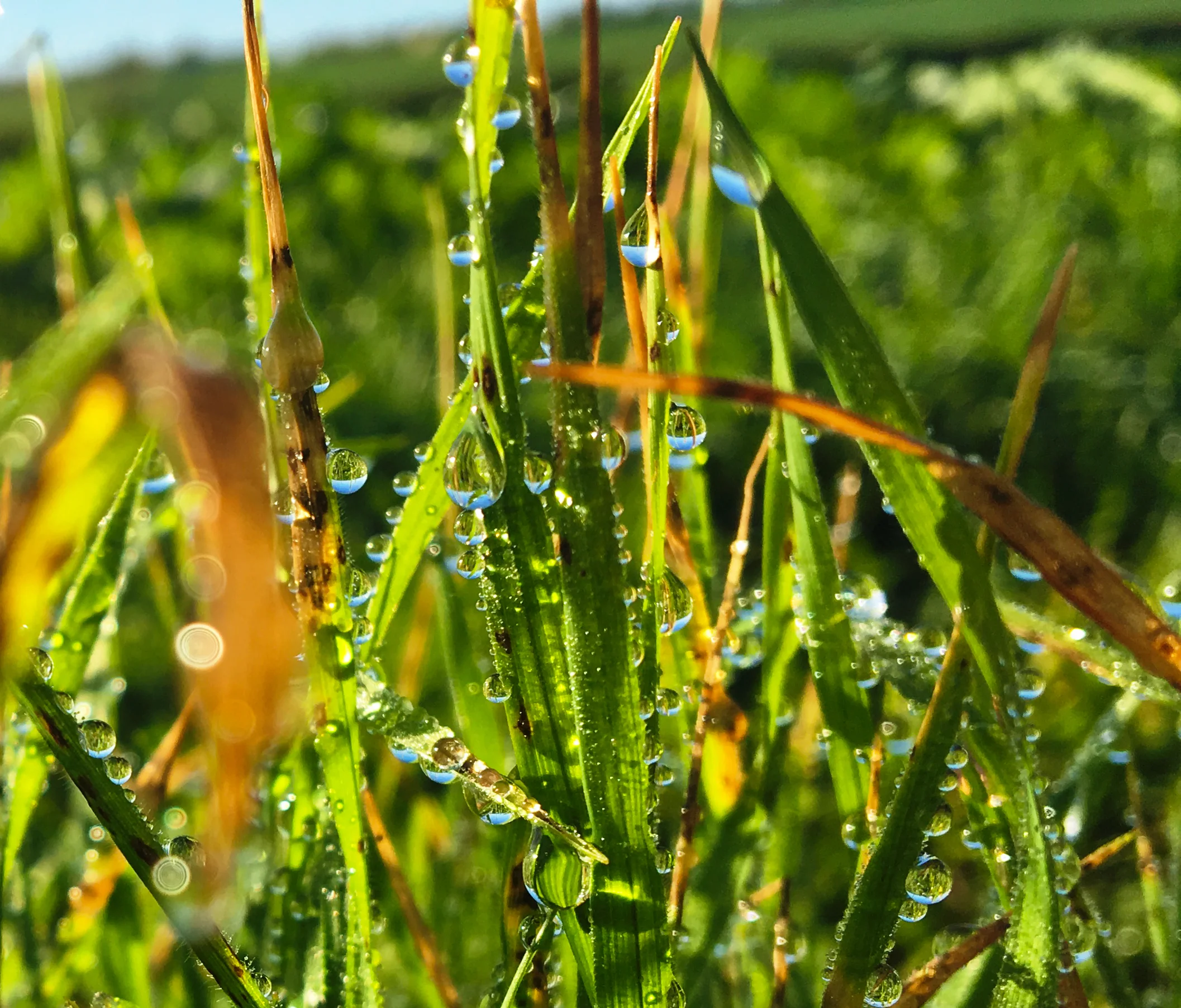 damp refractions
