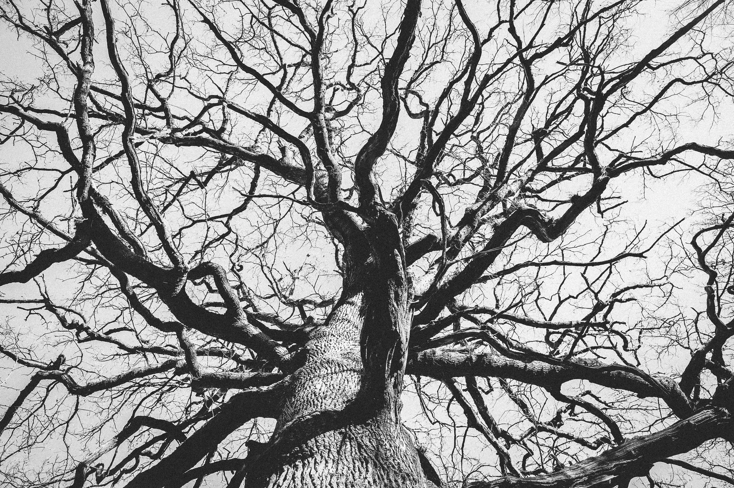 aged tree