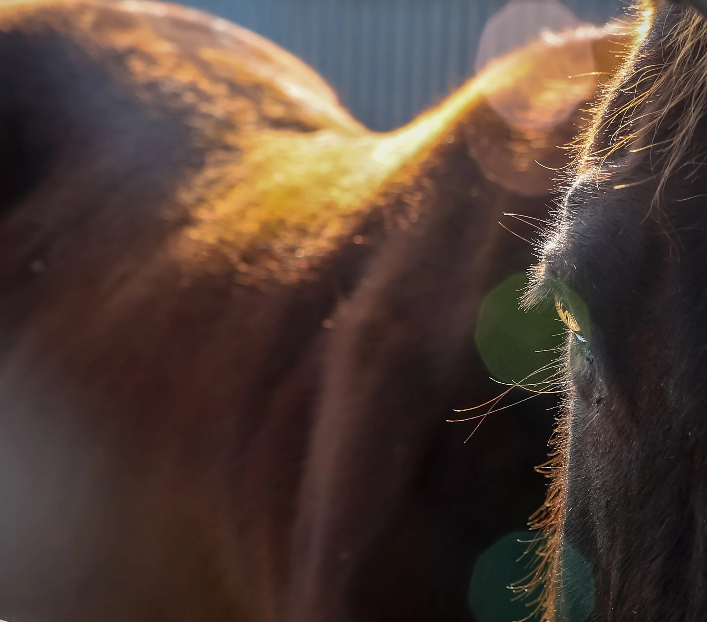 Horse Eye