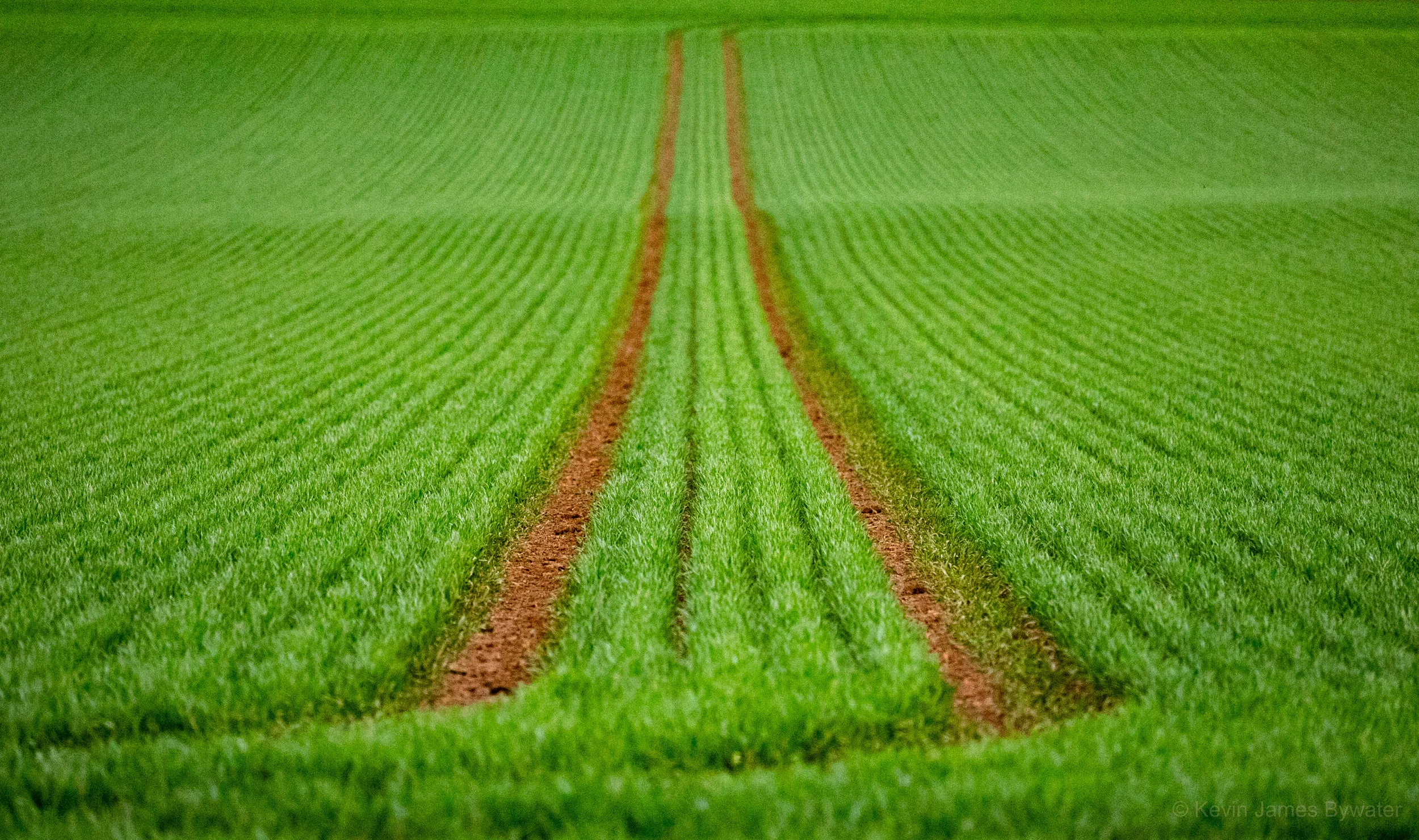 growing lines