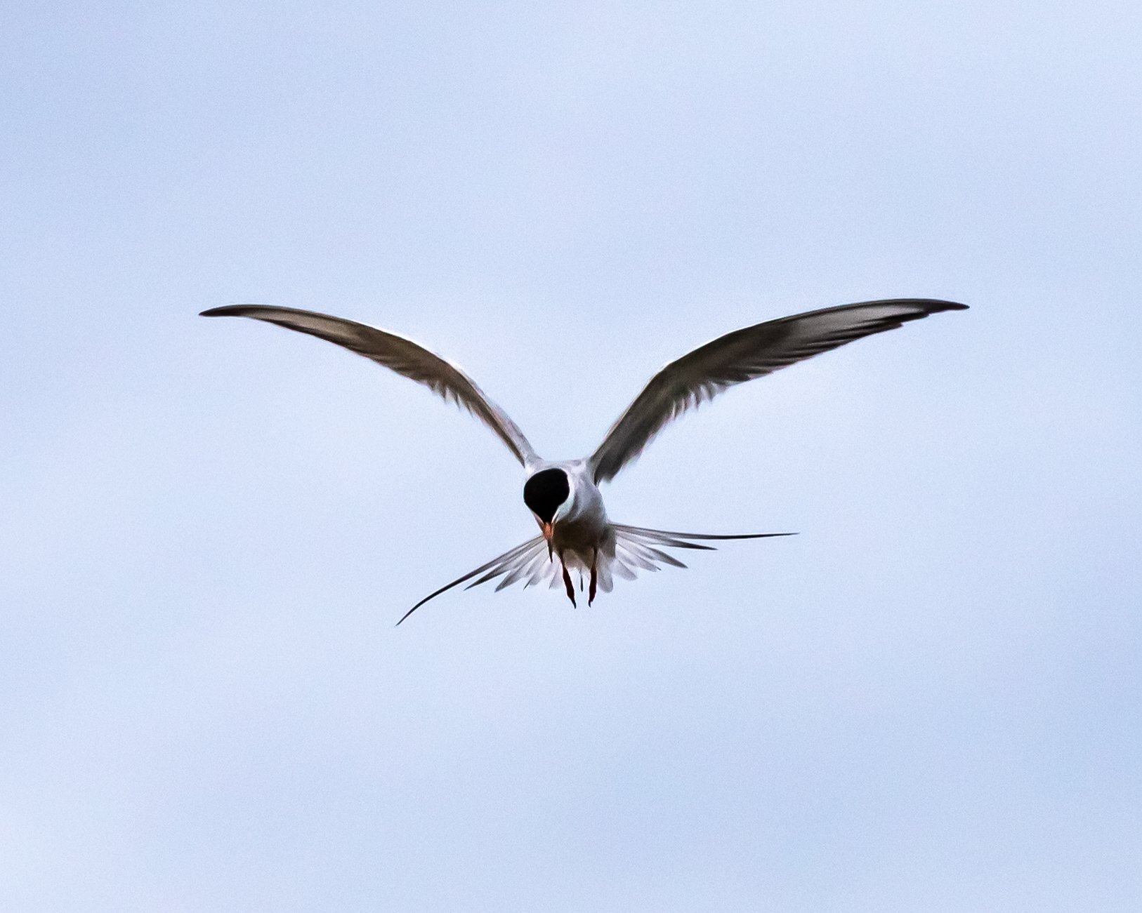 hovering tern