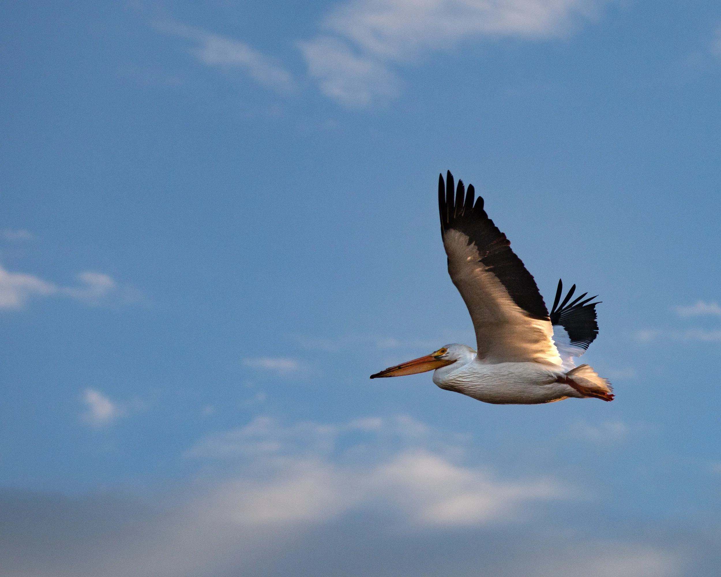 American White Pelican