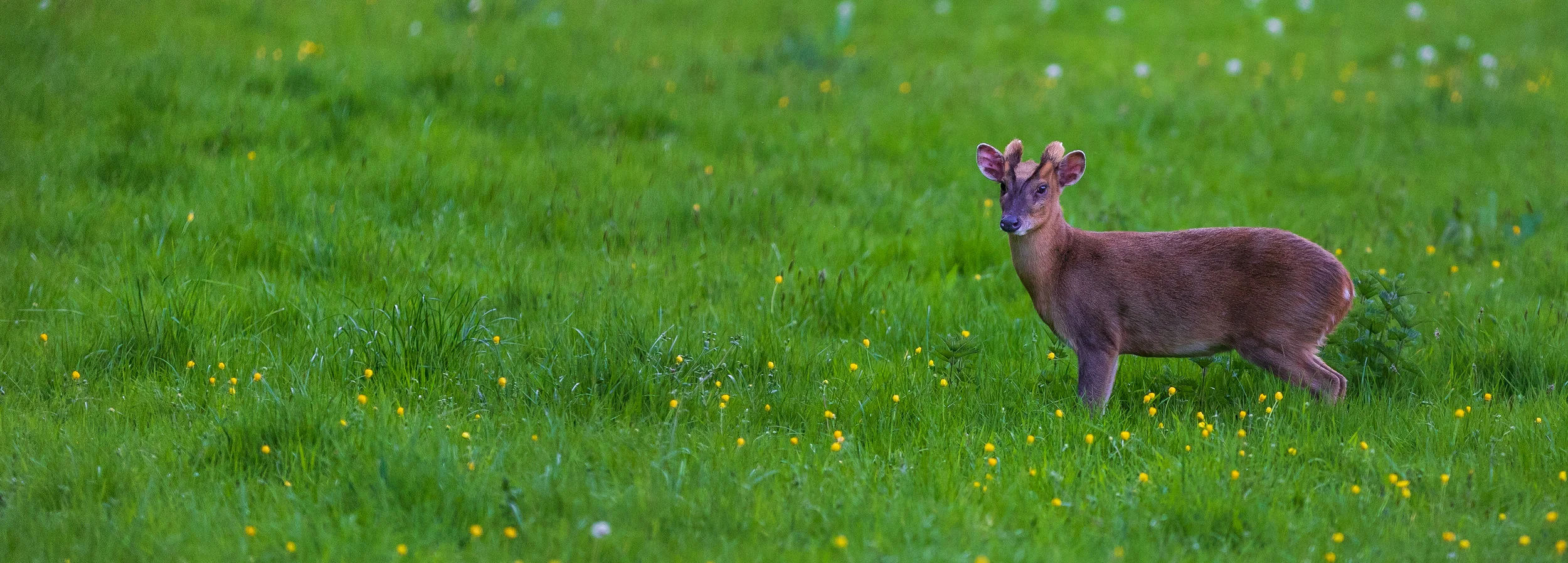 munkjac deer