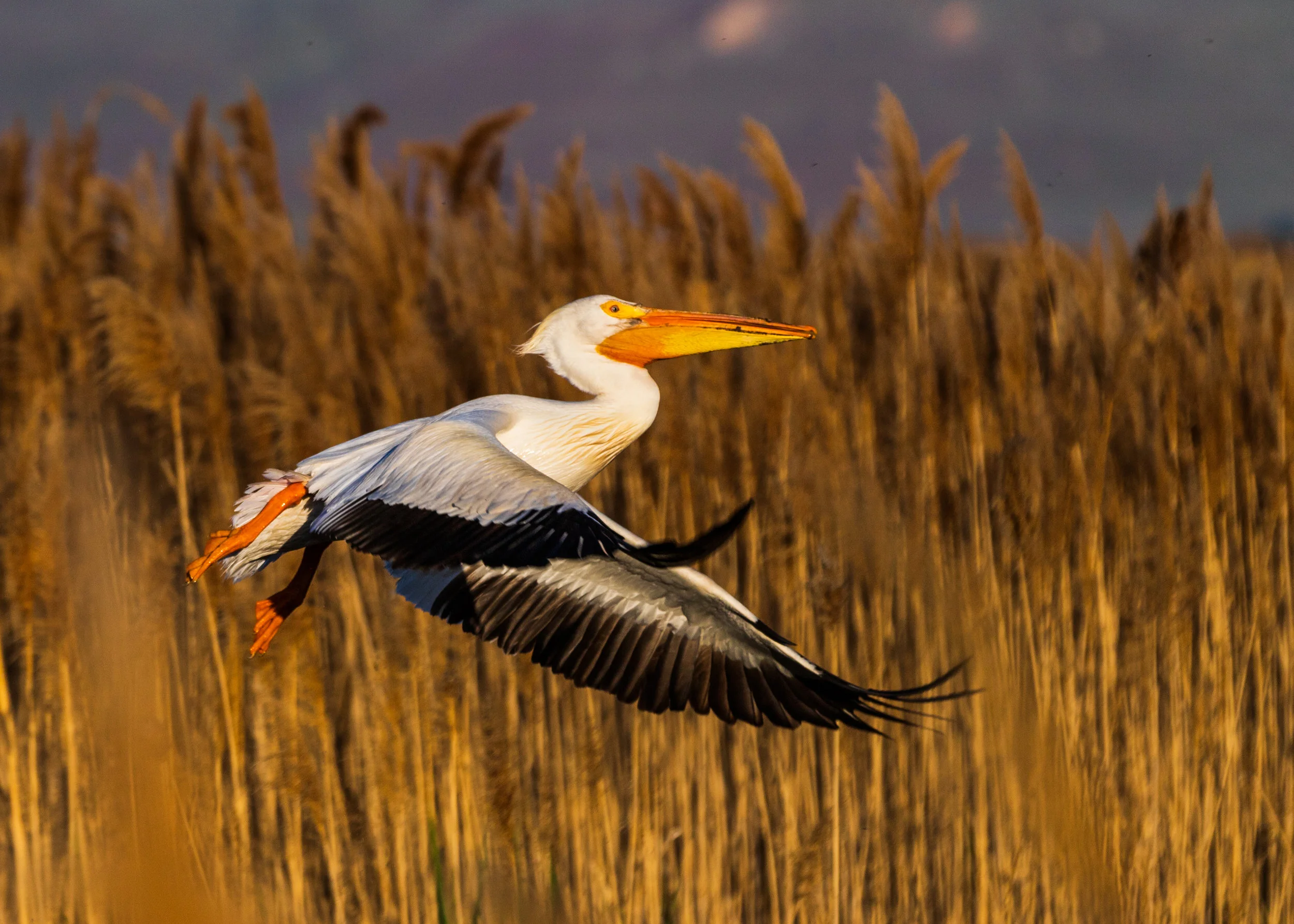 American White Pelican