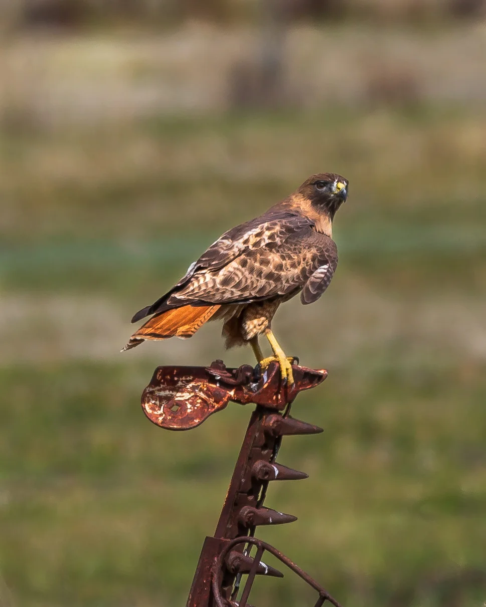 Red Tailed Hawk