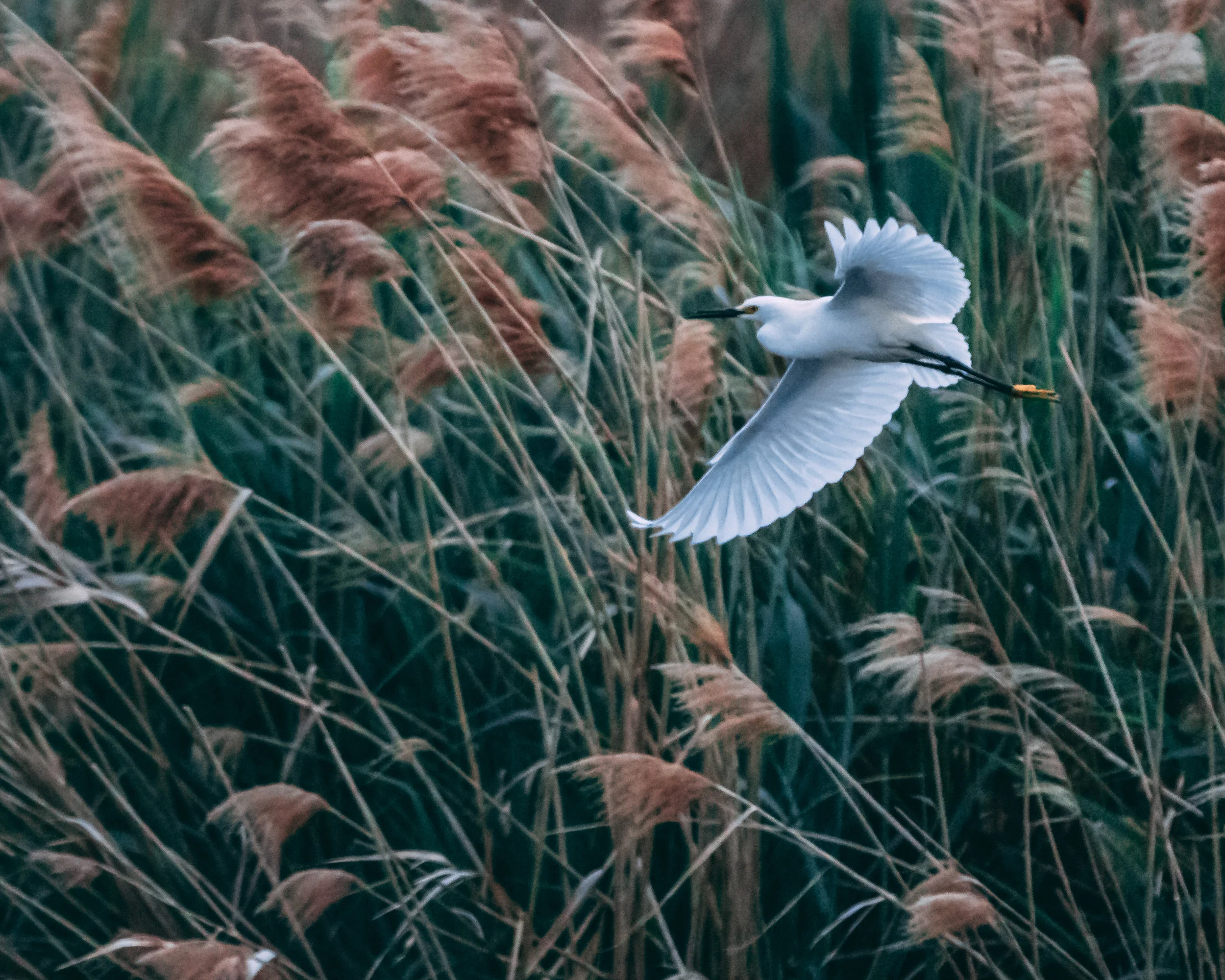 snowy egret