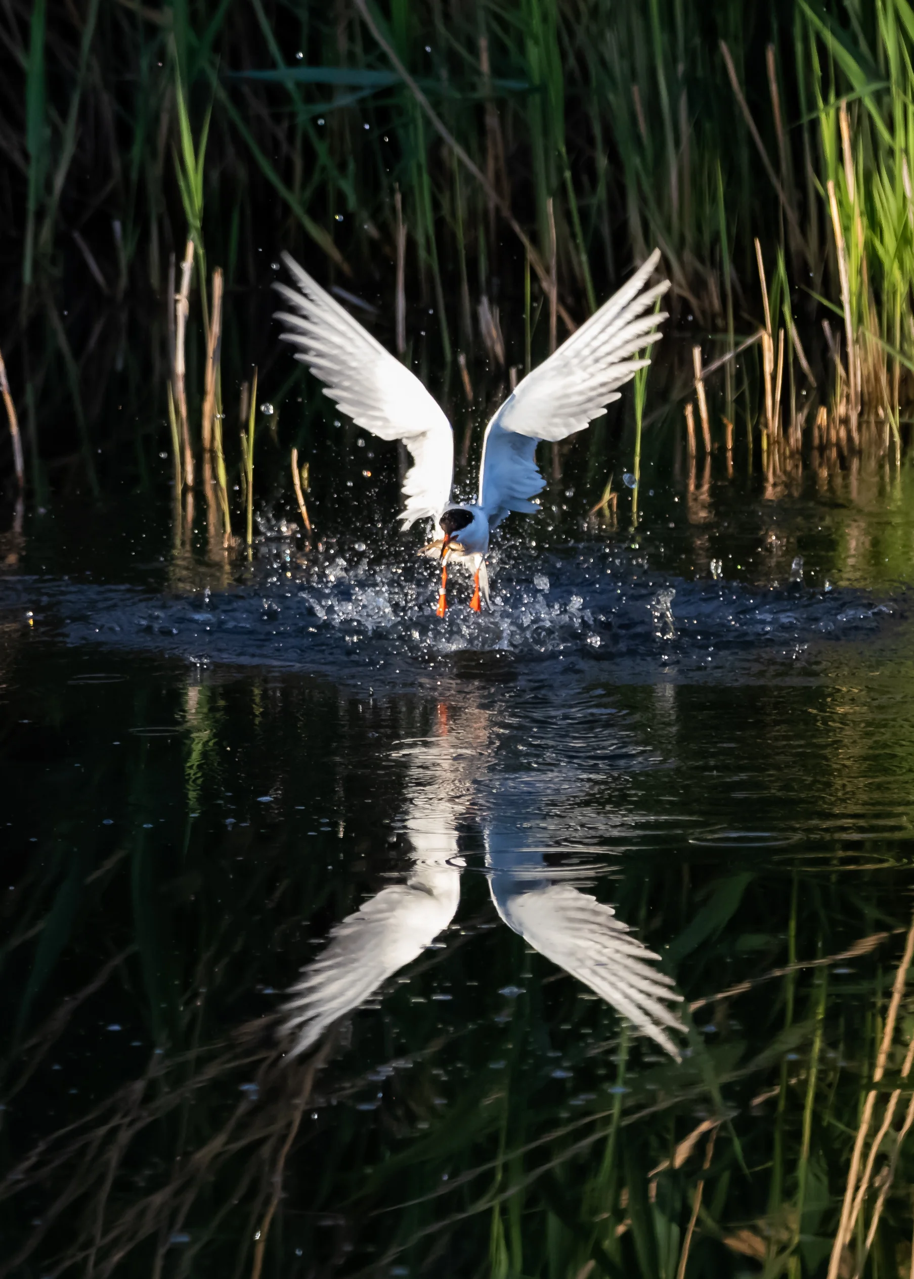 Emerging Tern