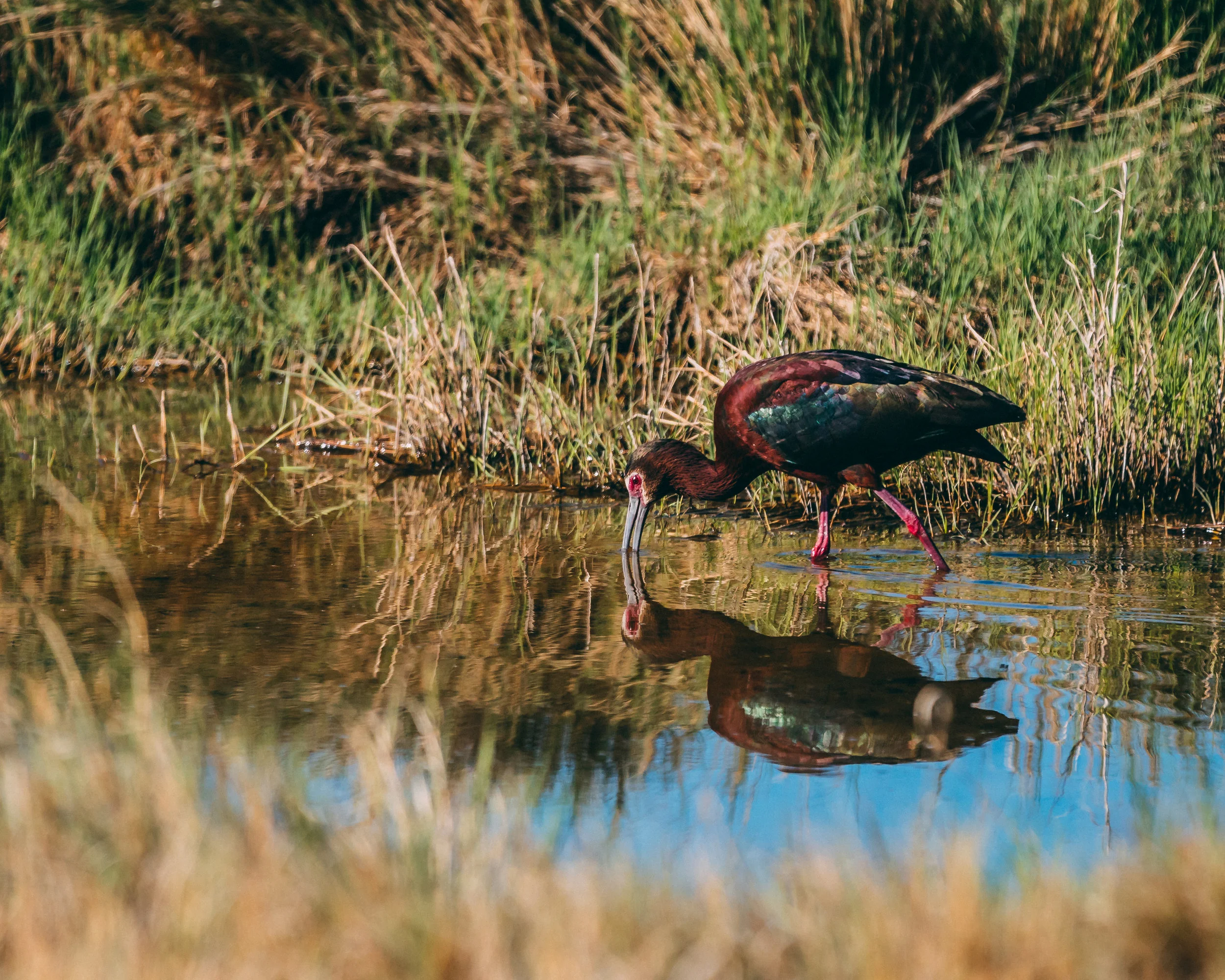 White-Faced Ibis Reflection