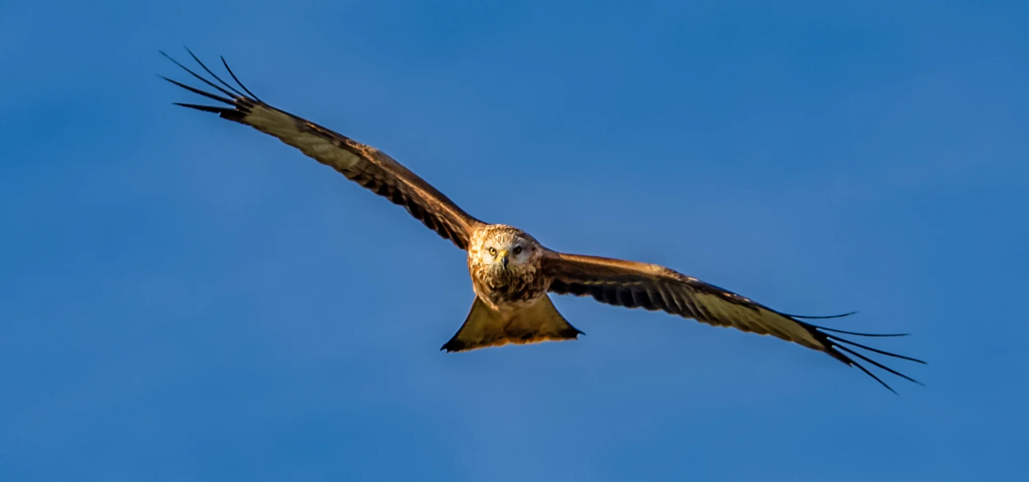 Red Kite