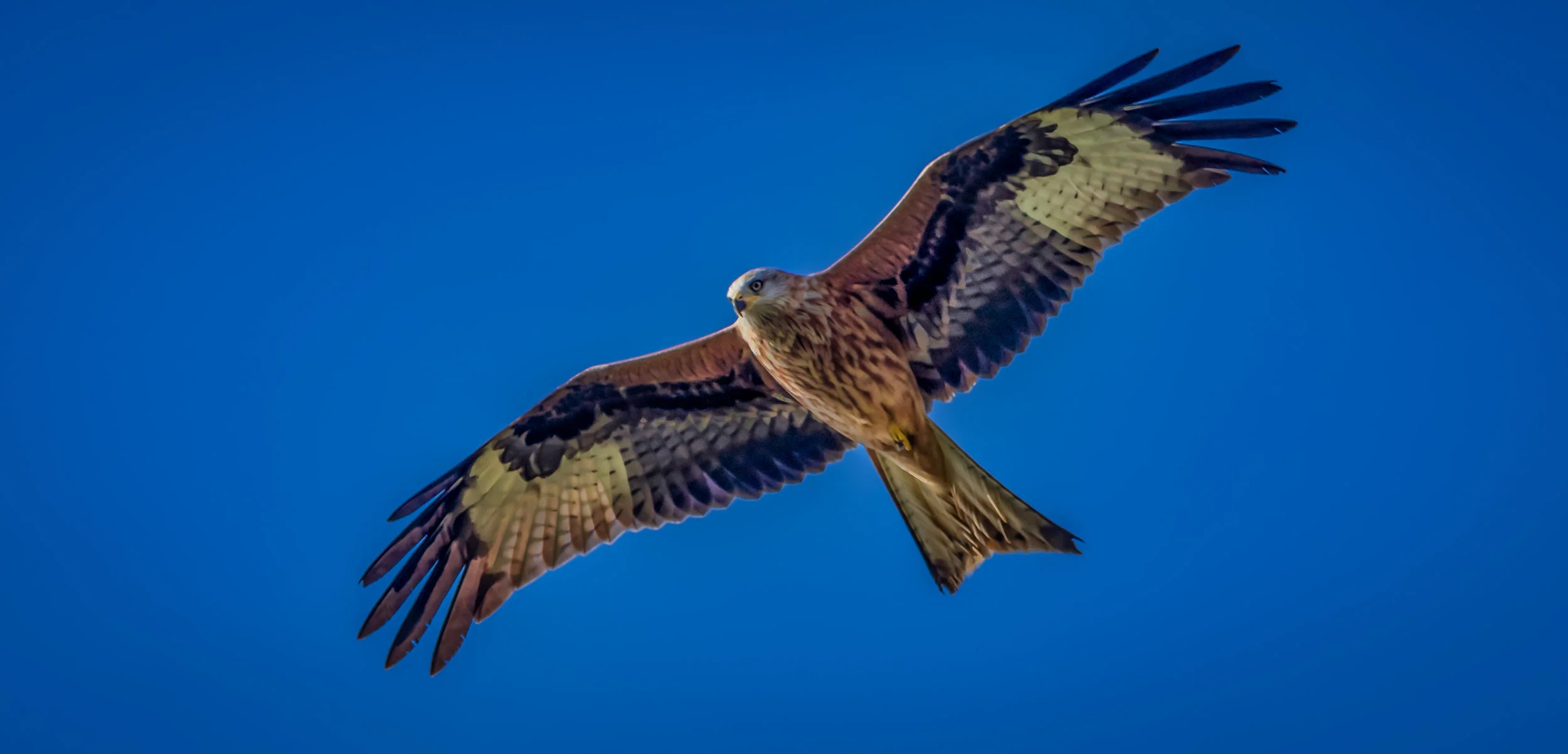 Red Kite