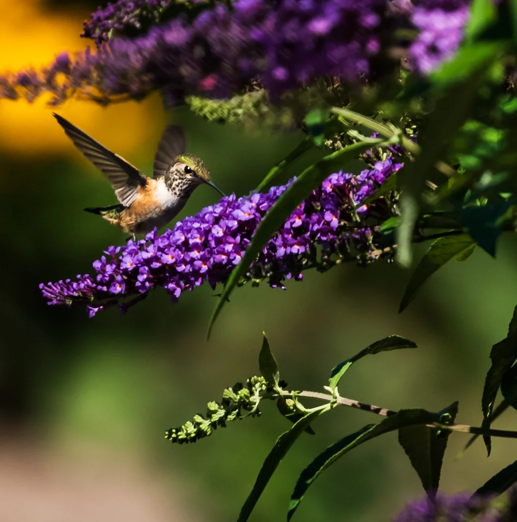 Hummingbird