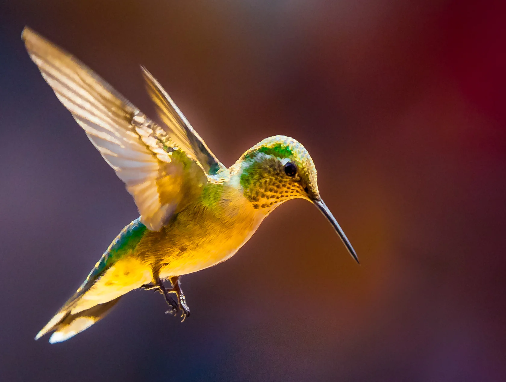 Hummingbird