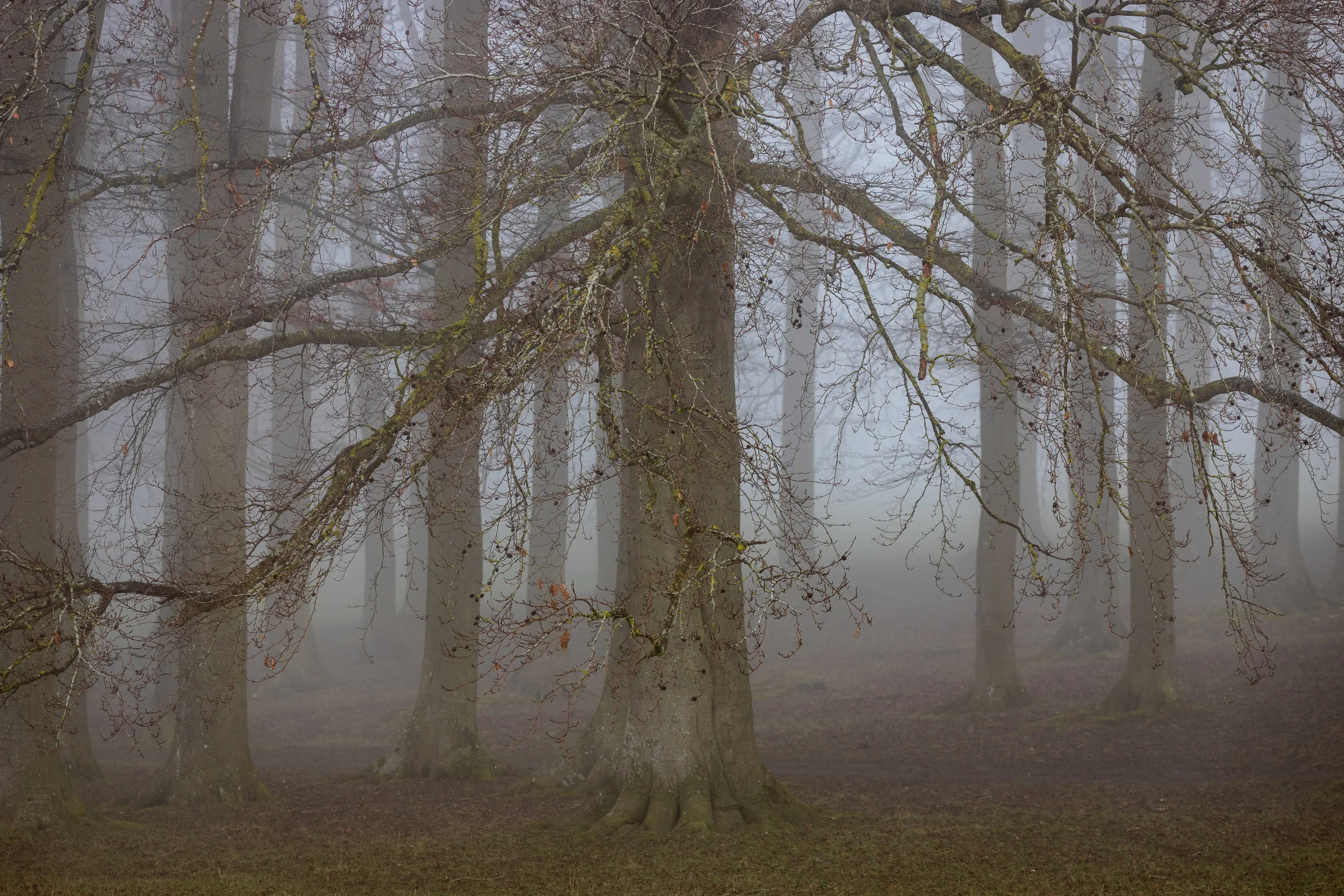 foggy morning in Blenheim grove