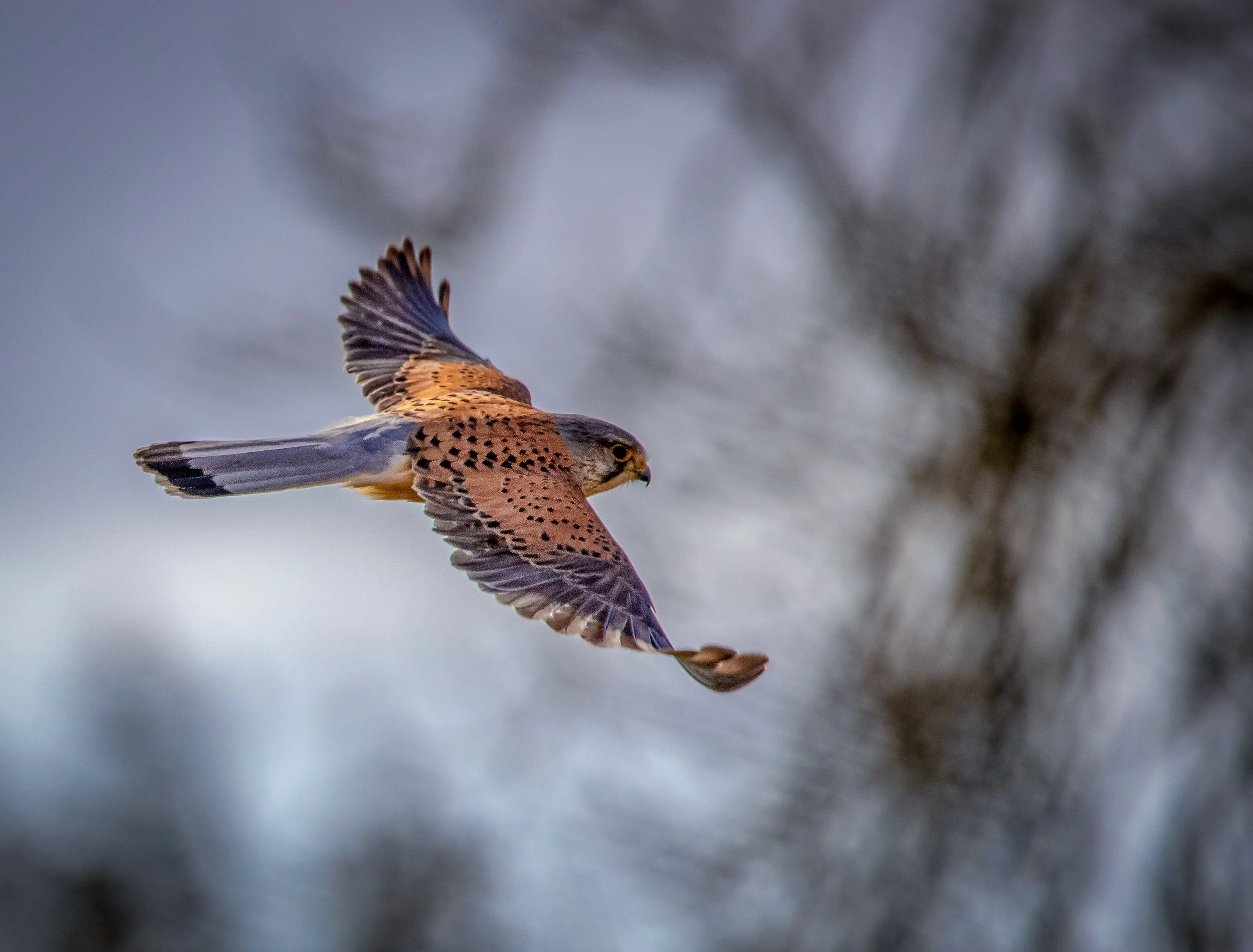 kestrel (mature male)