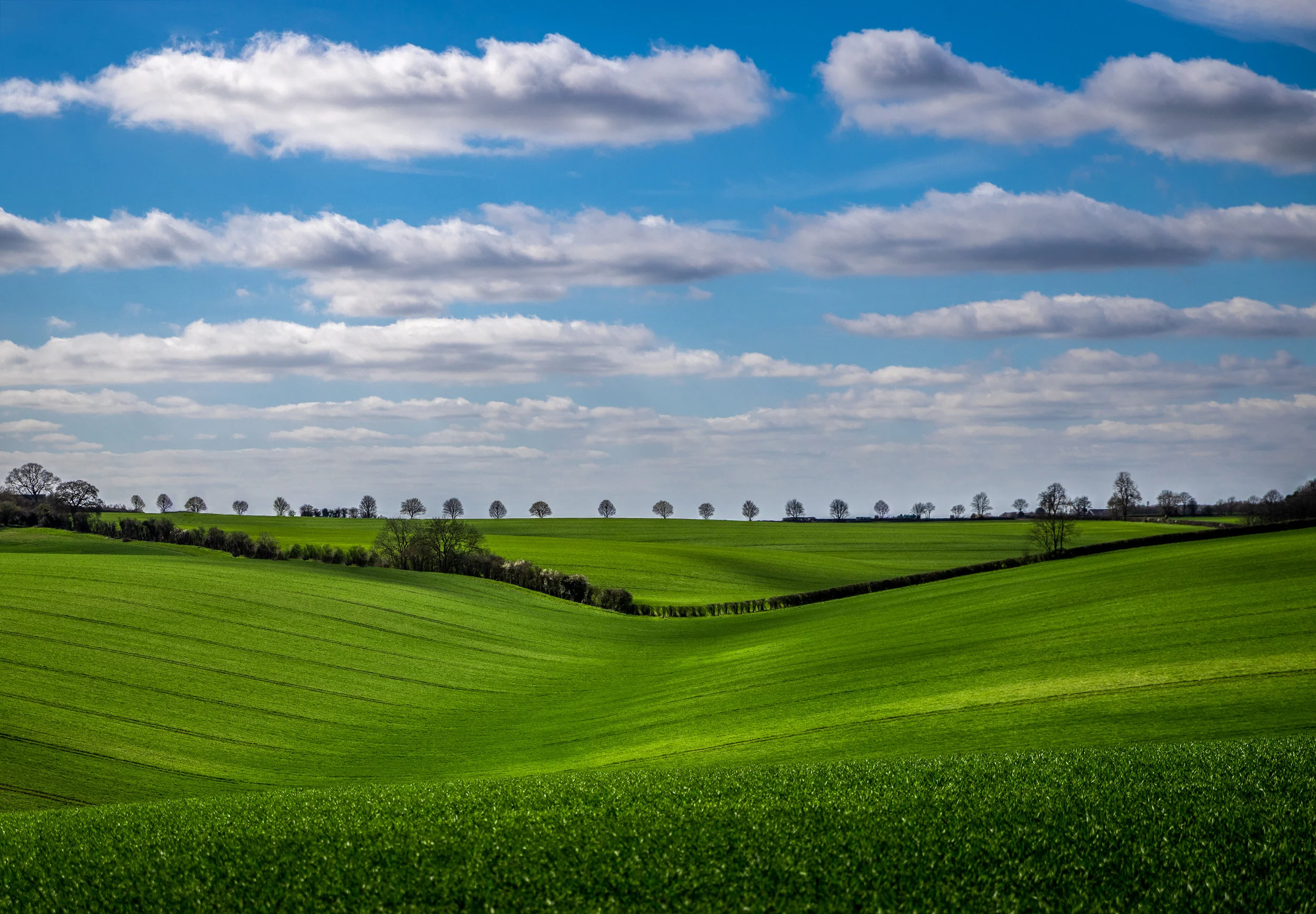 Far Afield in the Shire