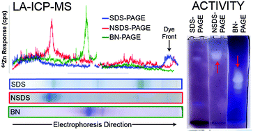An example of high resolution electrophoretic separation of proteins (reported by Nowalksi AB et al 2014)