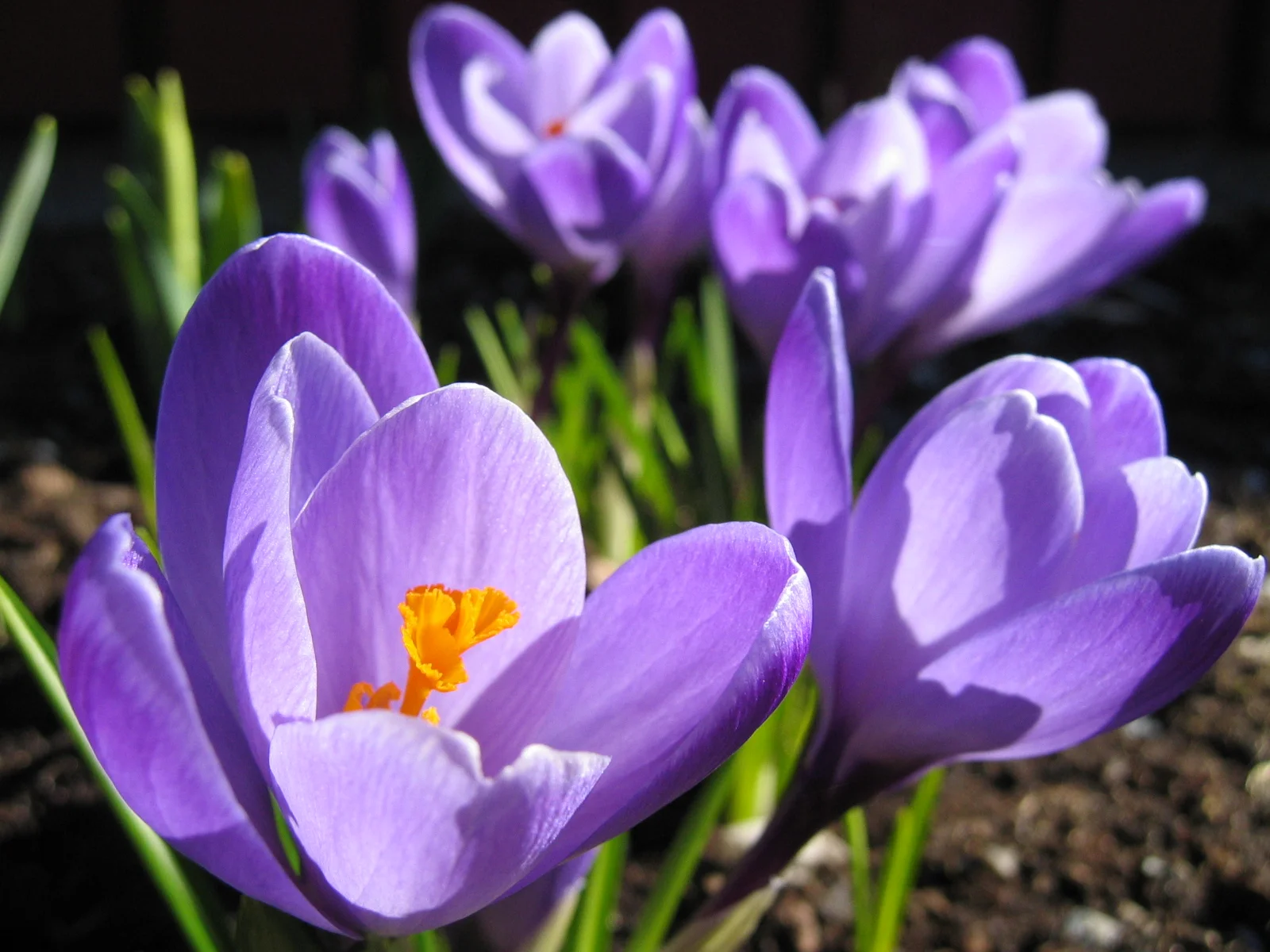 Crocus.jpg