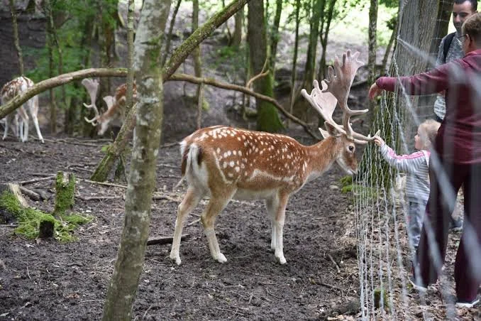 z'animoland near chateau lasfargues where kids can interact with over 300 animals