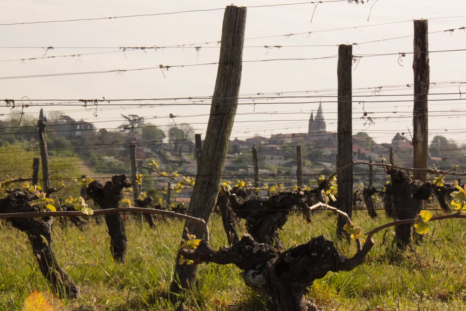 domaine du pech old vines