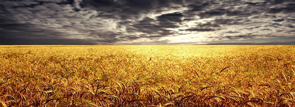 Harvest1.jpg