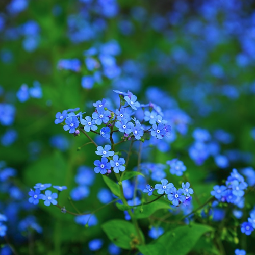 Brunnera - Kaukasisch vergeet-me-nietje Hoogte: 30 - 40 cm Kleur: Lichtblauw Wintergroen: Nee Bloeiperiode: April - Mei