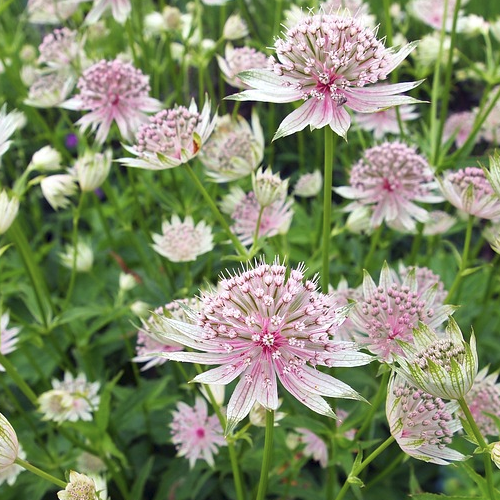 Astrantia major - Zeeuws knoopje Hoogte: 50 - 70 cm Kleur: Lichtroze Wintergroen: Nee Bloeiperiode: Juni - Augustus