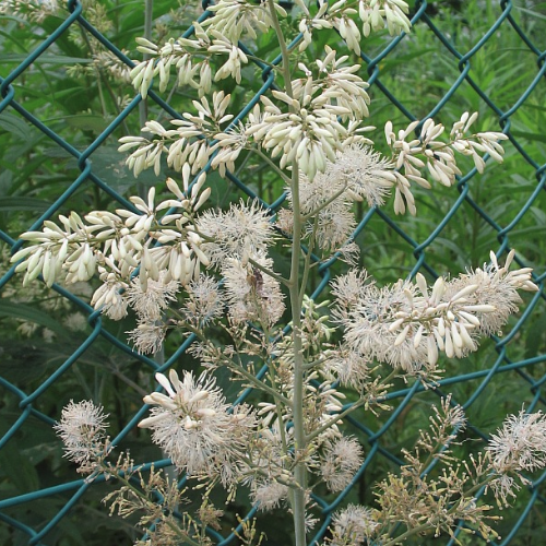 Macleaya cordata - Pluimpapaver Hoogte: 200 - 250 cm Kleur: Wit Wintergroen: Nee Bloeiperiode: Juli - Augustus